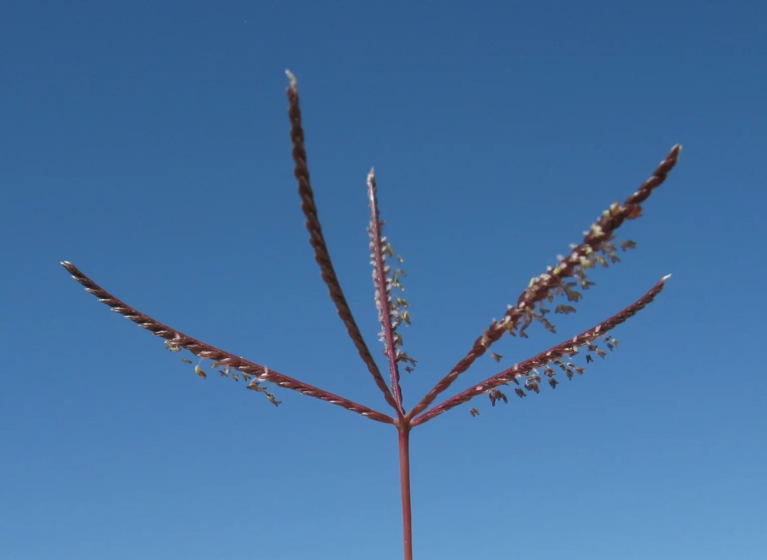 Bermuda Grass, Devil's Grass (Cynodon Dactylon) — grass for full; regular fertilization with nitrogen-rich products will enhance its growth and, image 57