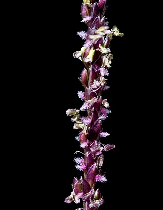 Bermuda Grass, Devil's Grass (Cynodon Dactylon) — also referred to as Devil's Grass or scientifically as Cynodon dactylon; bermuda Grass, or Cynodon dactylon