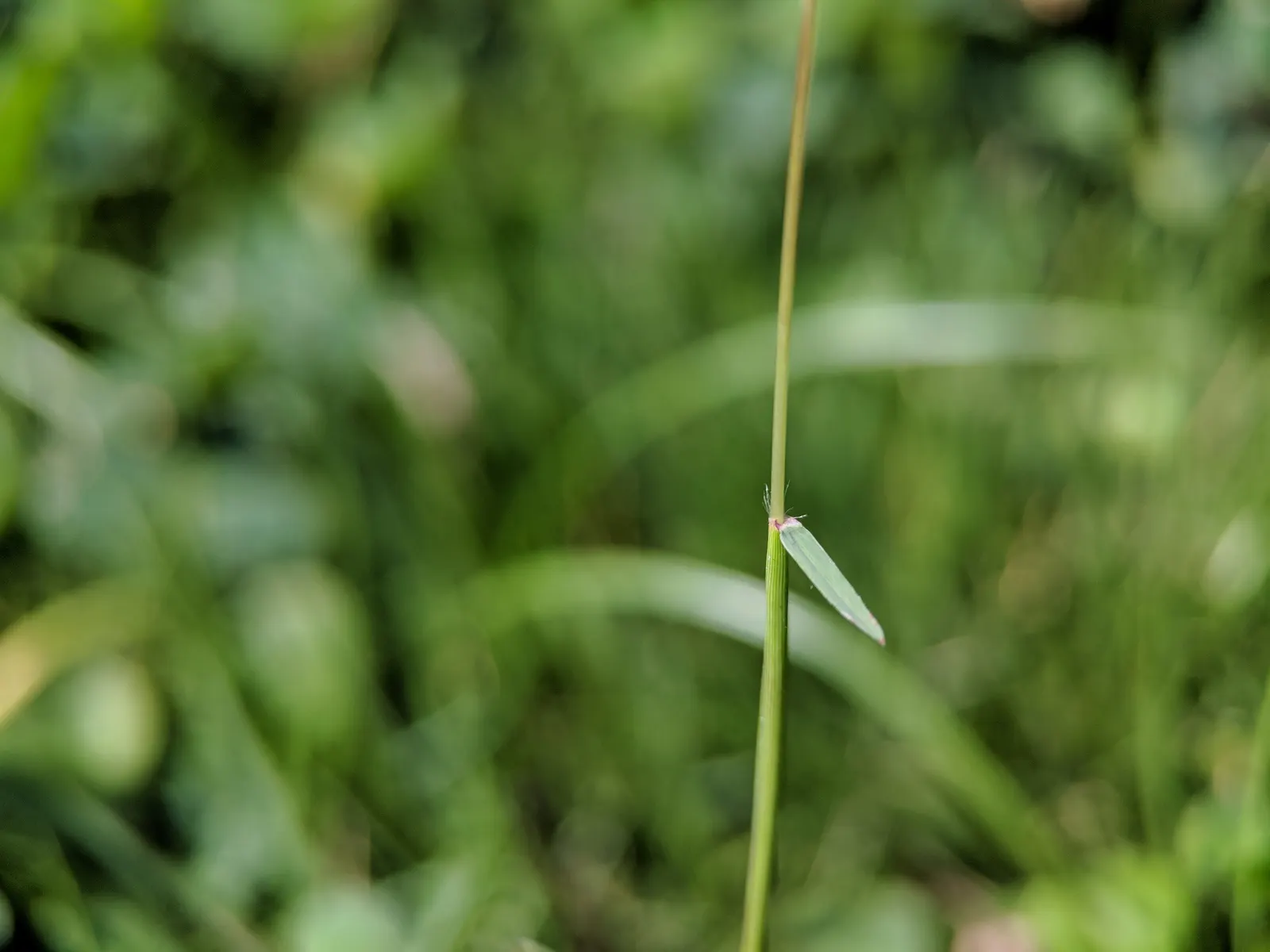 Bermuda Grass, Devil's Grass (Cynodon Dactylon) — grass for full