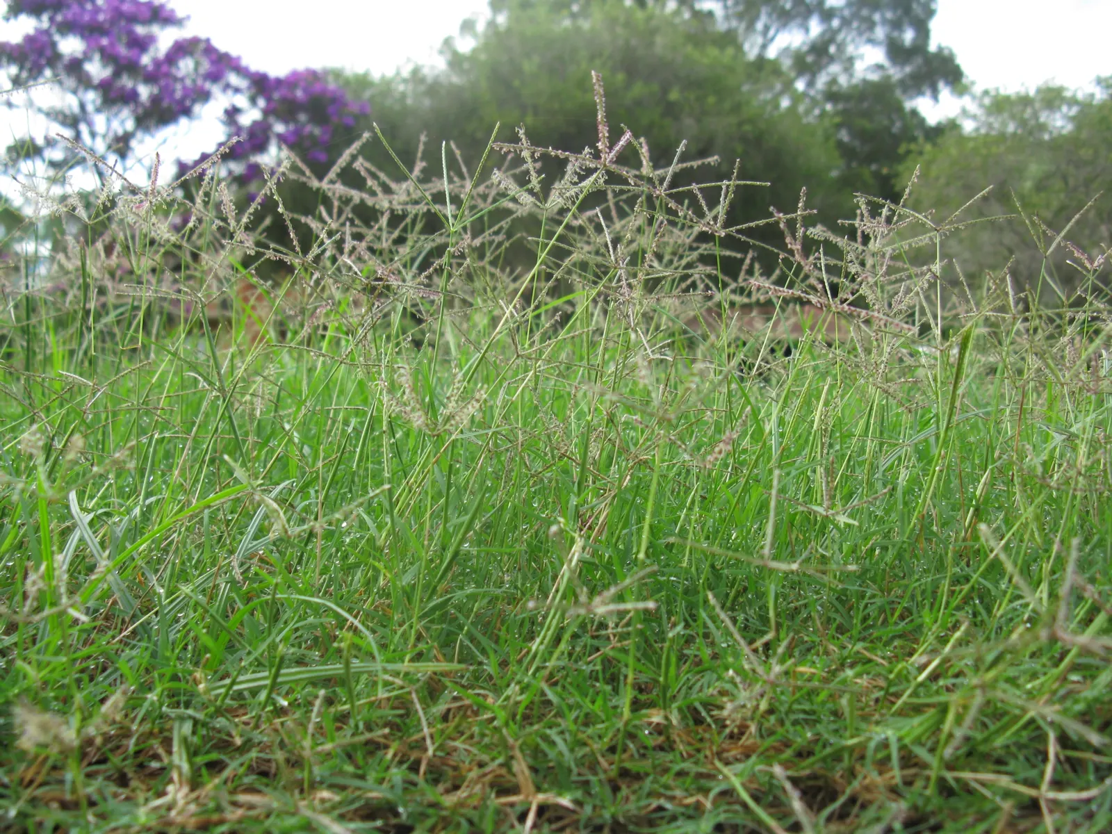 Bermuda Grass, Devil's Grass (Cynodon Dactylon) — is a warm-season perennial turfgrass known for its versatility and resilience; this fine-textured, image 45