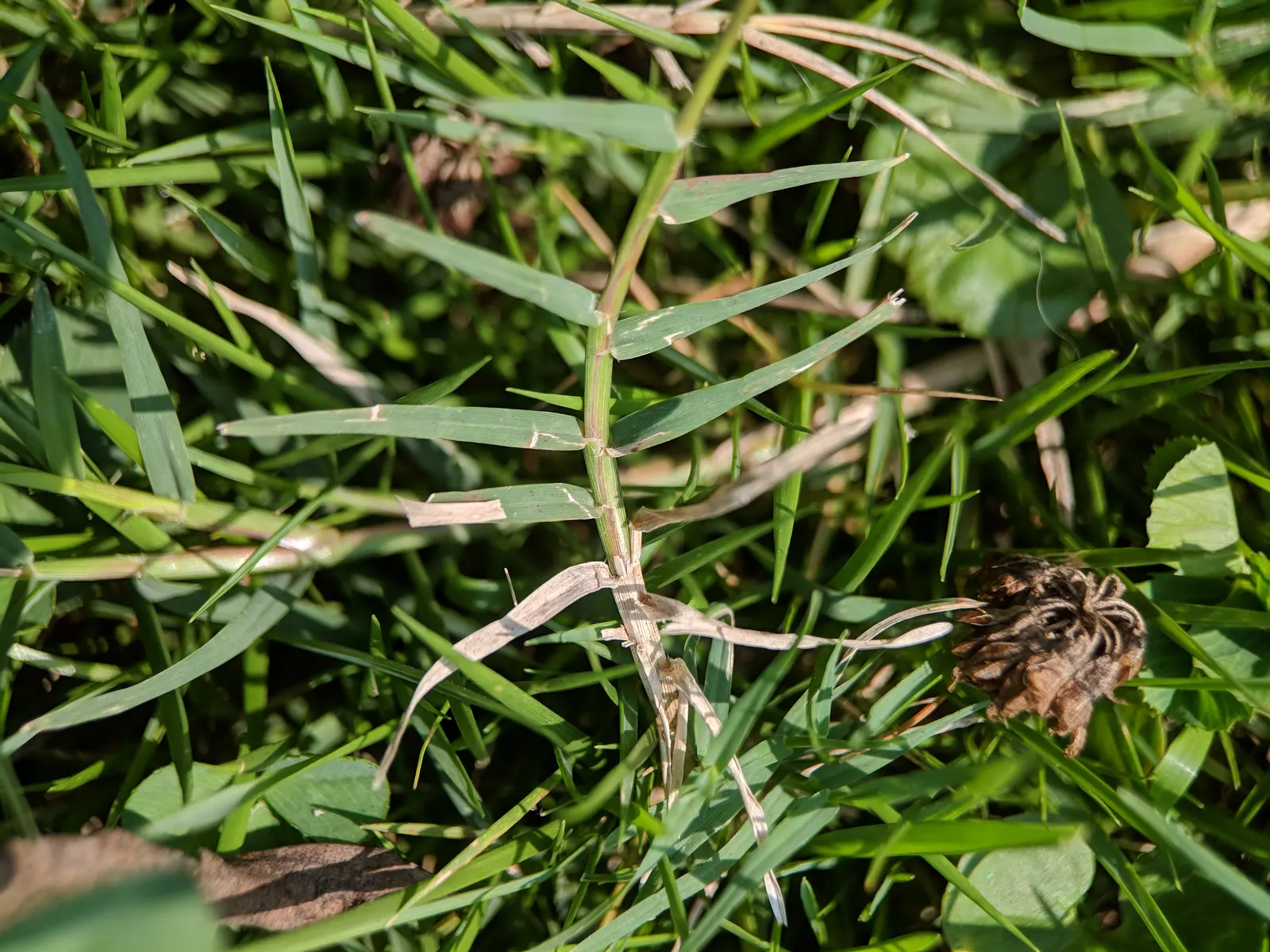 Bermuda Grass, Devil's Grass (Cynodon Dactylon) — Bermuda Grass will become dormant and turn brown with the onset of cold weather; this warm-season, image 55