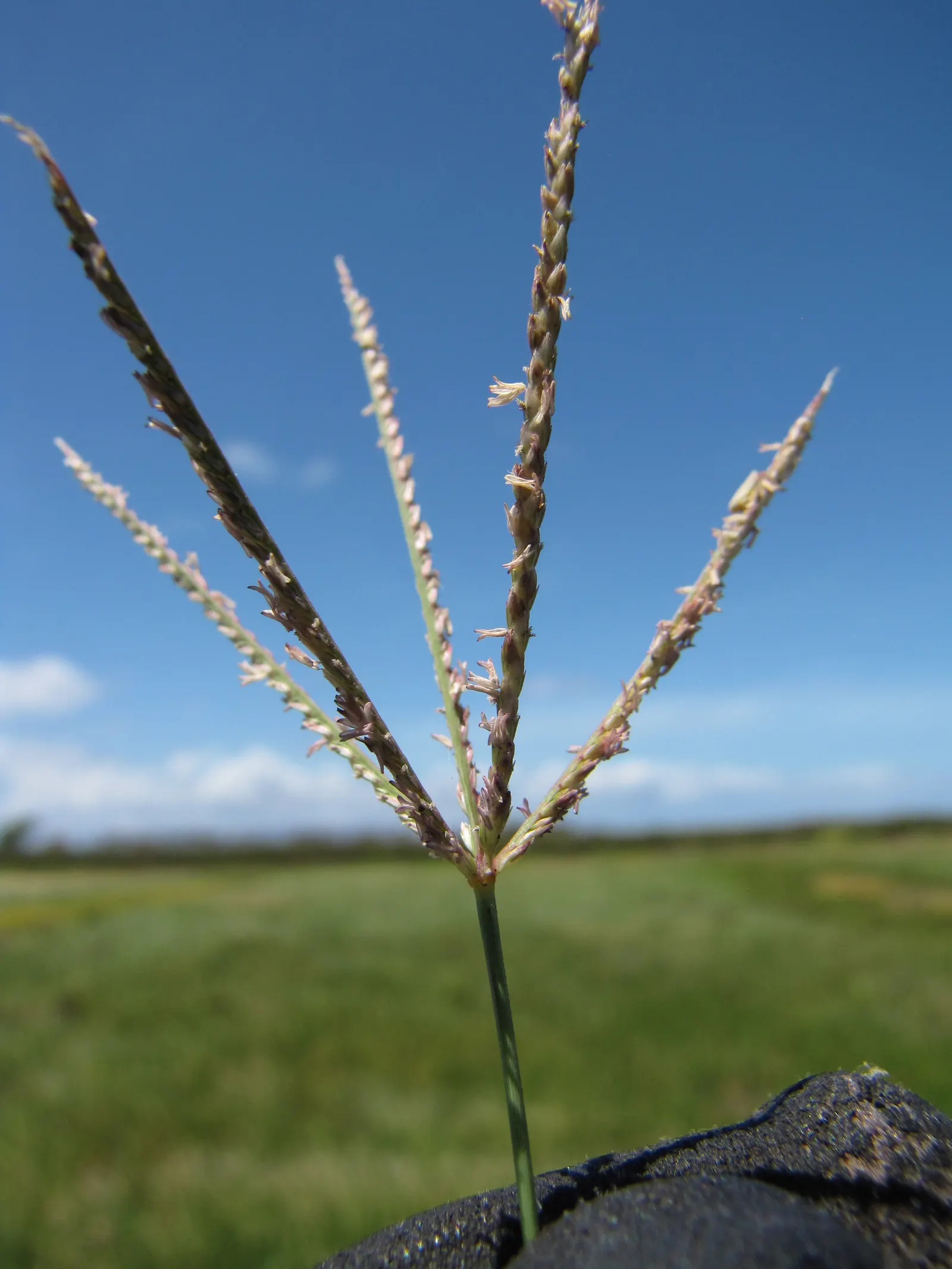Bermuda Grass, Devil's Grass (Cynodon Dactylon) — requiring minimal irrigation once established; bermuda Grass will become dormant and turn brown with the