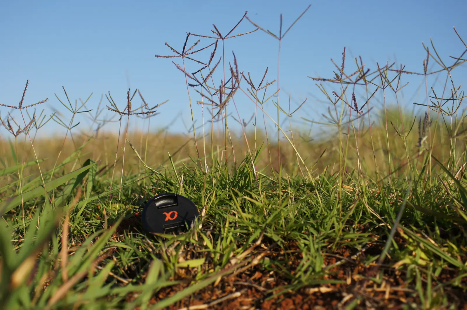 Bermuda Grass, Devil's Grass (Cynodon Dactylon) — Bermuda Grass will become dormant and turn brown with the onset of cold weather; this warm-season grass has a
