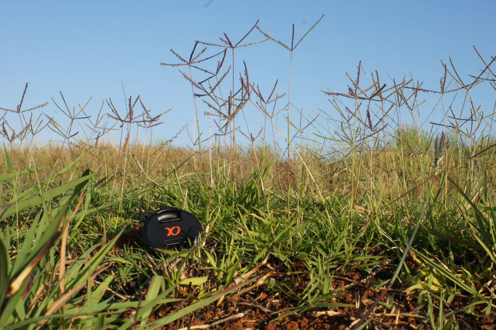 Bermuda Grass, Devil's Grass (Cynodon Dactylon) — Regular fertilization with nitrogen-rich products will enhance its growth and color intensity; or, image 73