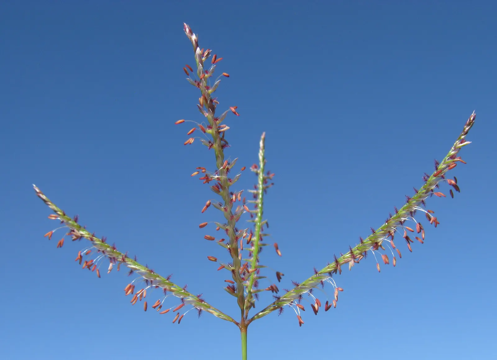 Bermuda Grass, Devil's Grass (Cynodon Dactylon) — requiring minimal irrigation once established