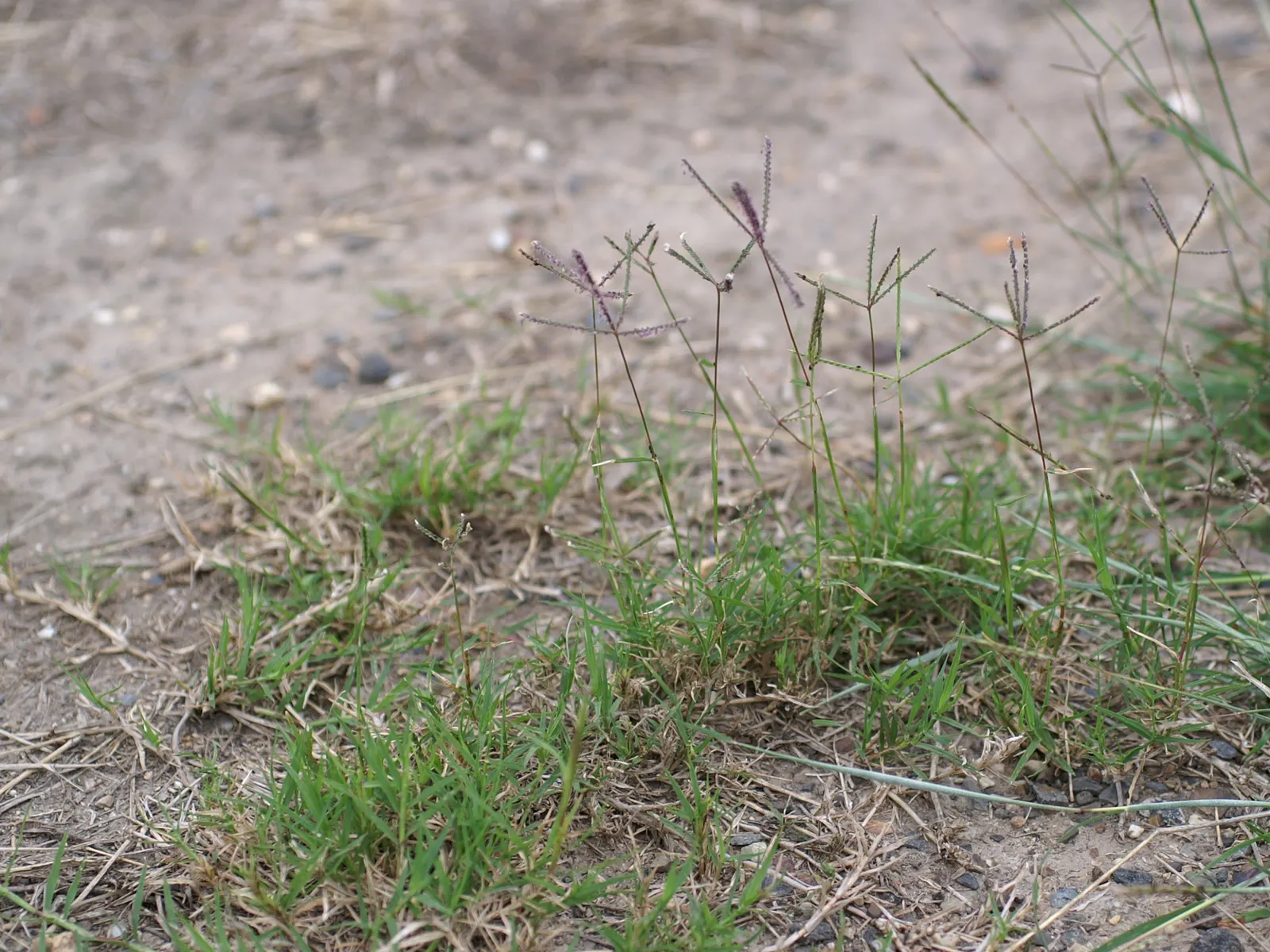 Bermuda Grass, Devil's Grass (Cynodon Dactylon) — forming a dense and durable lawn.<br><br>Featuring a deep root system that can extend to 60, image 28