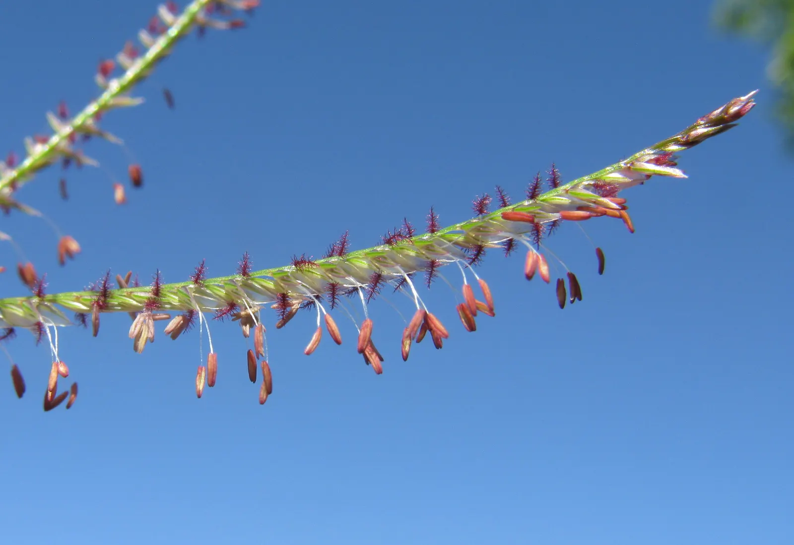 Bermuda Grass, Devil's Grass (Cynodon Dactylon) — but will green up rapidly with the return of warmer temperatures in spring; forming a dense and, image 56