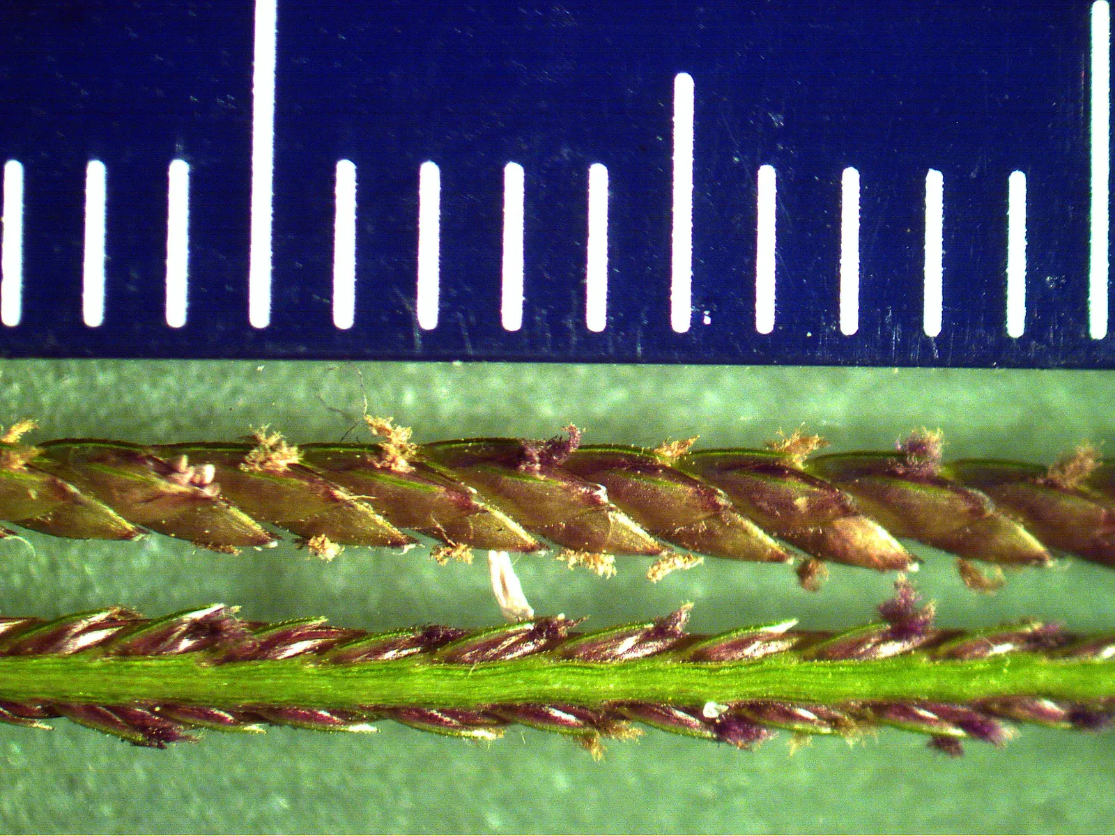 Bermuda Grass, Devil's Grass (Cynodon Dactylon) — it may need weekly mowing to maintain the desired height of 1 to 1.5 inches for home lawns; in, image 51