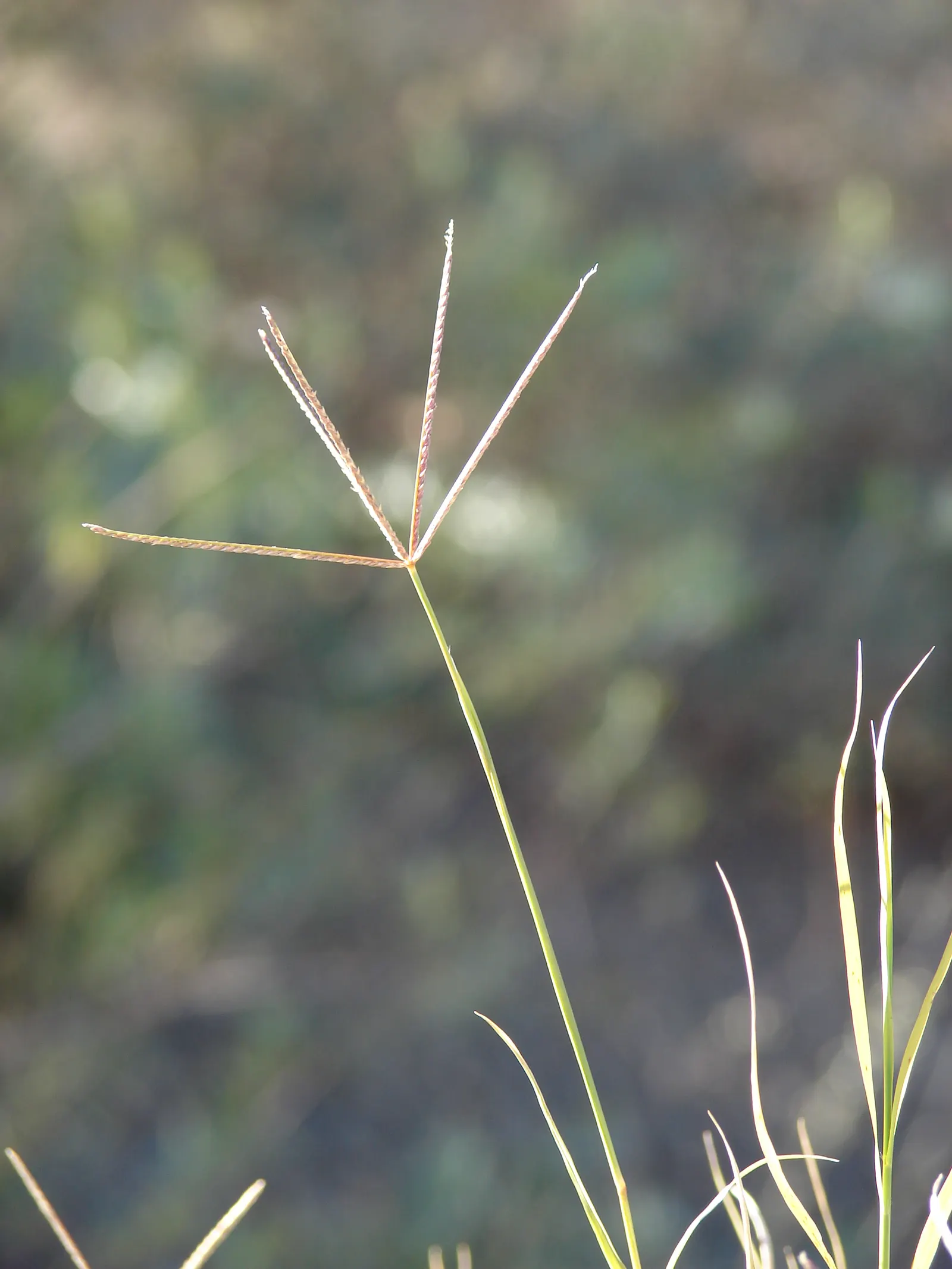 Bermuda Grass, Devil's Grass (Cynodon Dactylon) — grass for full; regular fertilization with nitrogen-rich products will enhance its growth and, image 76