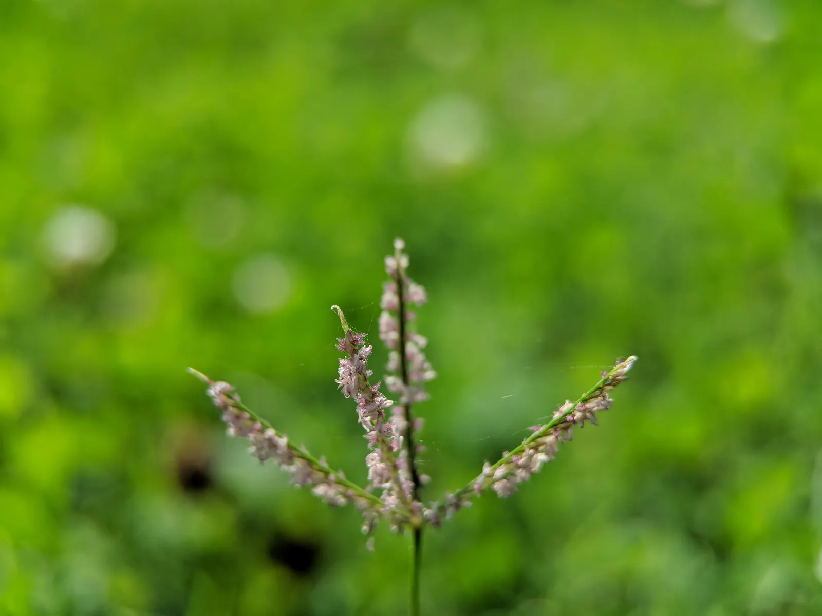 Bermuda Grass, Devil's Grass (Cynodon Dactylon) — Mow to a height of 1 to 1.5 inches for a manicured look; also referred to as Devil's Grass or, image 42