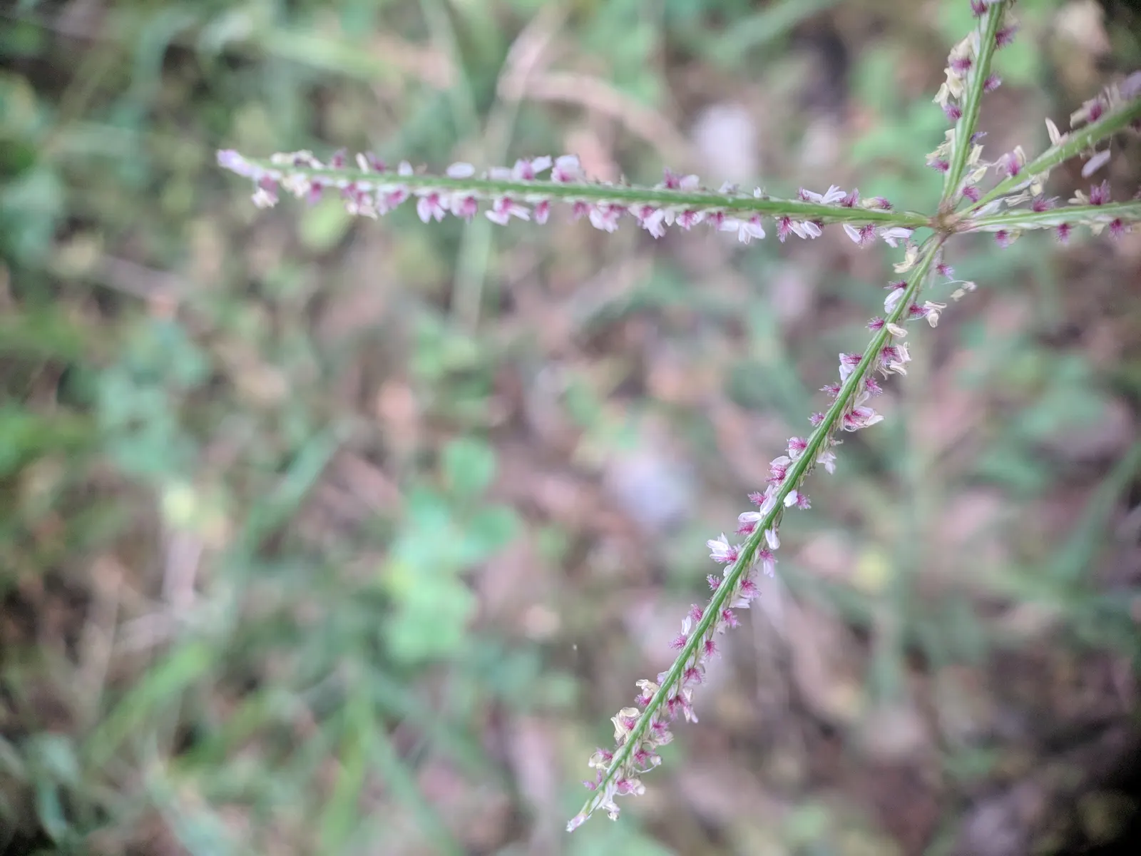 Bermuda Grass, Devil's Grass (Cynodon Dactylon) — forming a dense and durable lawn.<br><br>Featuring a deep root system that can extend to 60, image 66