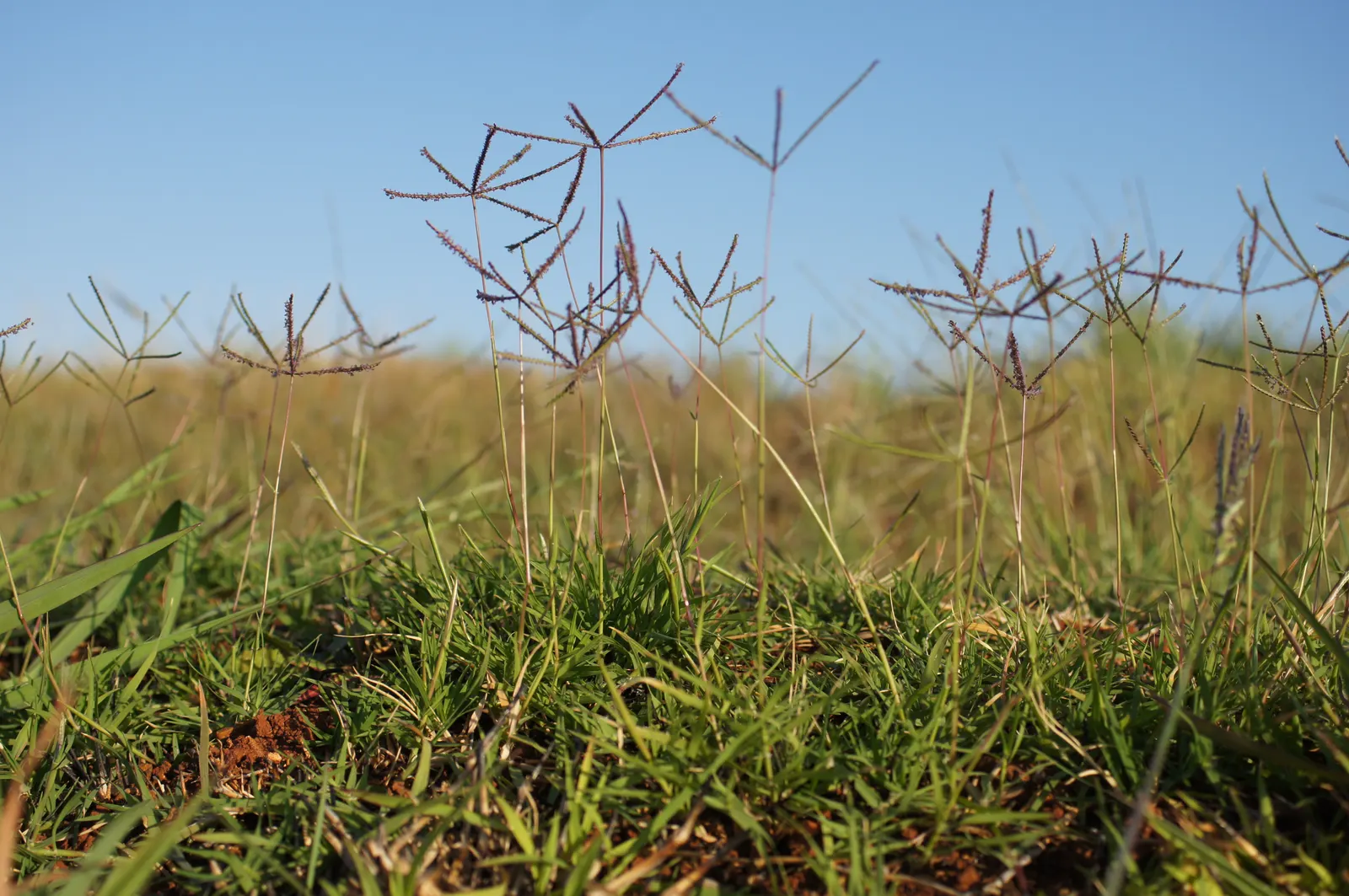 Bermuda Grass, Devil's Grass (Cynodon Dactylon) — Bermuda Grass will become dormant and turn brown with the onset of cold weather