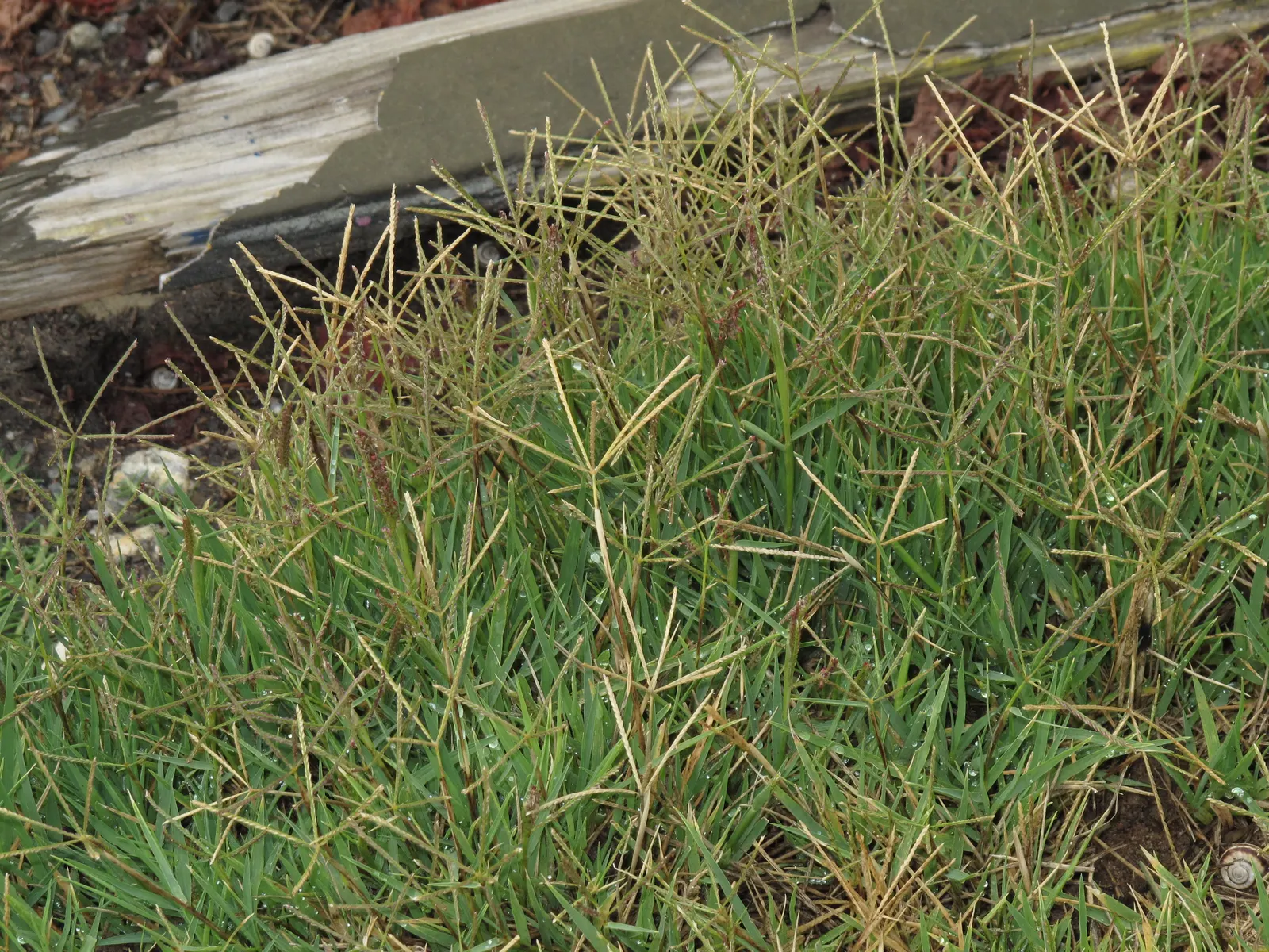 Bermuda Grass, Devil's Grass (Cynodon Dactylon) — In the peak growing season; drought-tolerant; optimal in USDA Zones 7 through 10, image 50