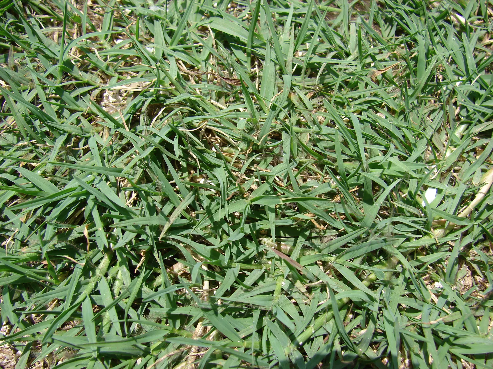 Bermuda Grass, Devil's Grass (Cynodon Dactylon) — forming a dense and durable lawn.<br><br>Featuring a deep root system that can extend to 60, image 47