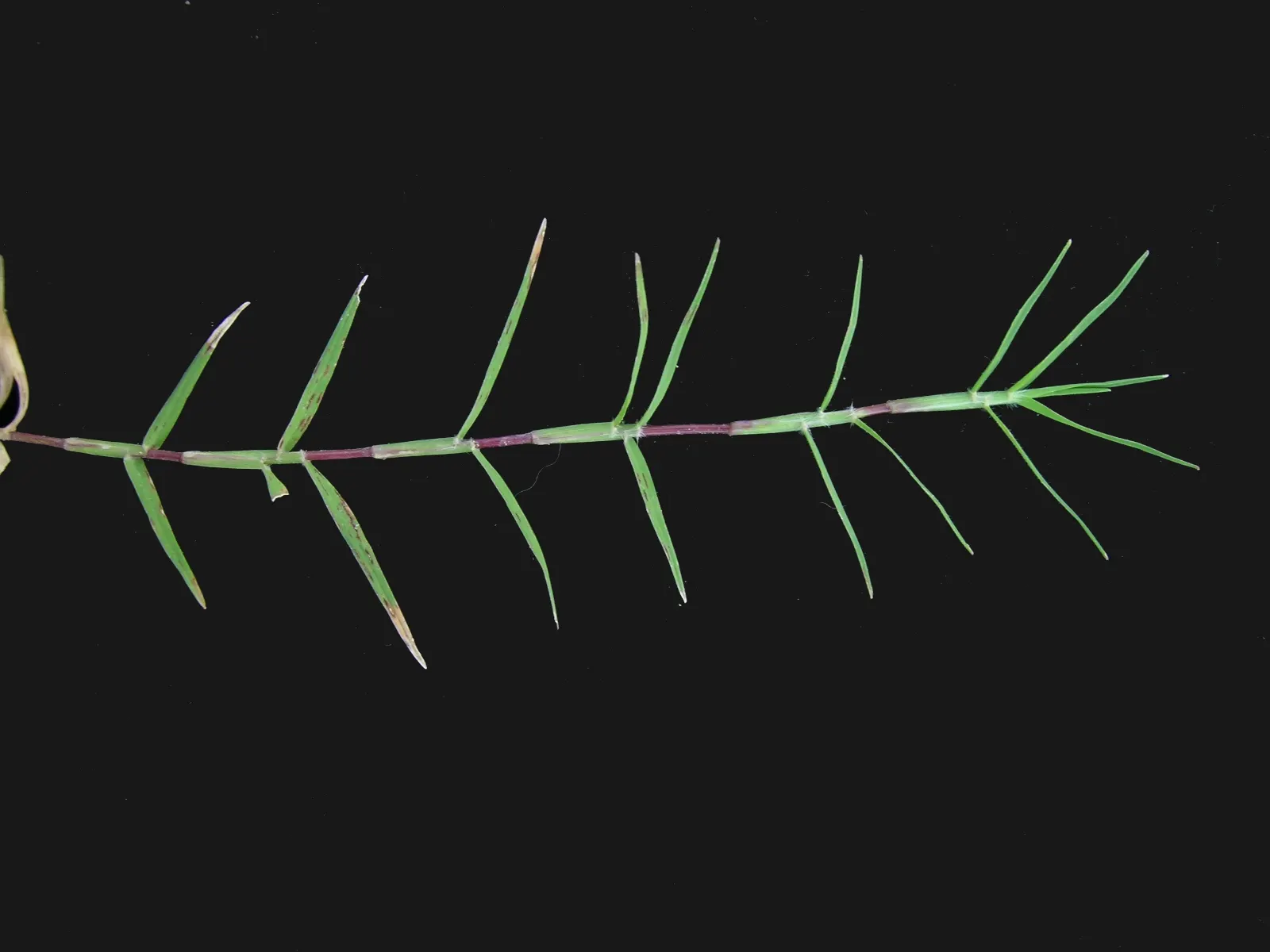 Bermuda Grass, Devil's Grass (Cynodon Dactylon) — this warm-season grass has a fine texture with deep green blades reaching 0.5 to 1.5 inches, image 40