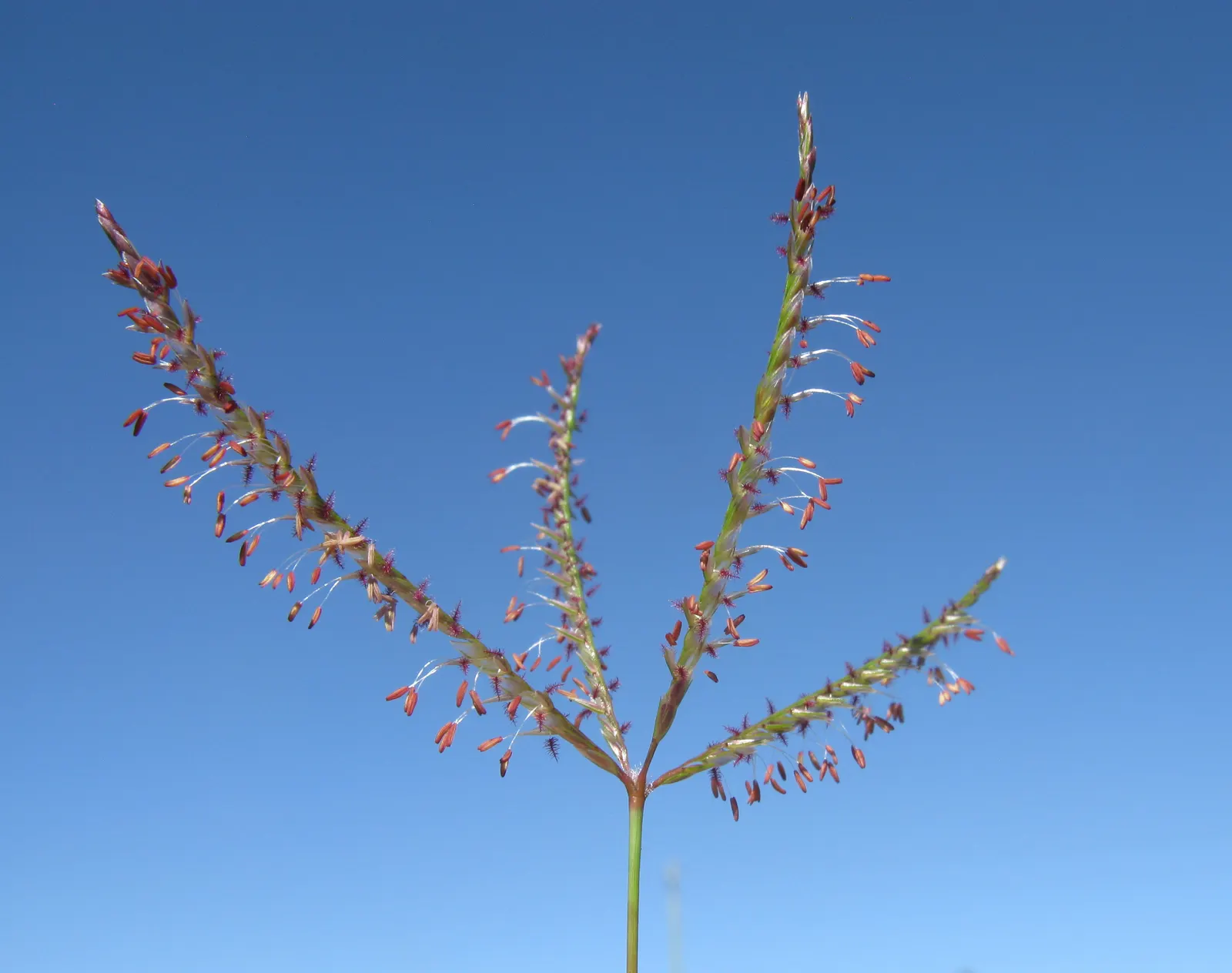 Bermuda Grass, Devil's Grass (Cynodon Dactylon) — Mow to a height of 1 to 1.5 inches for a manicured look