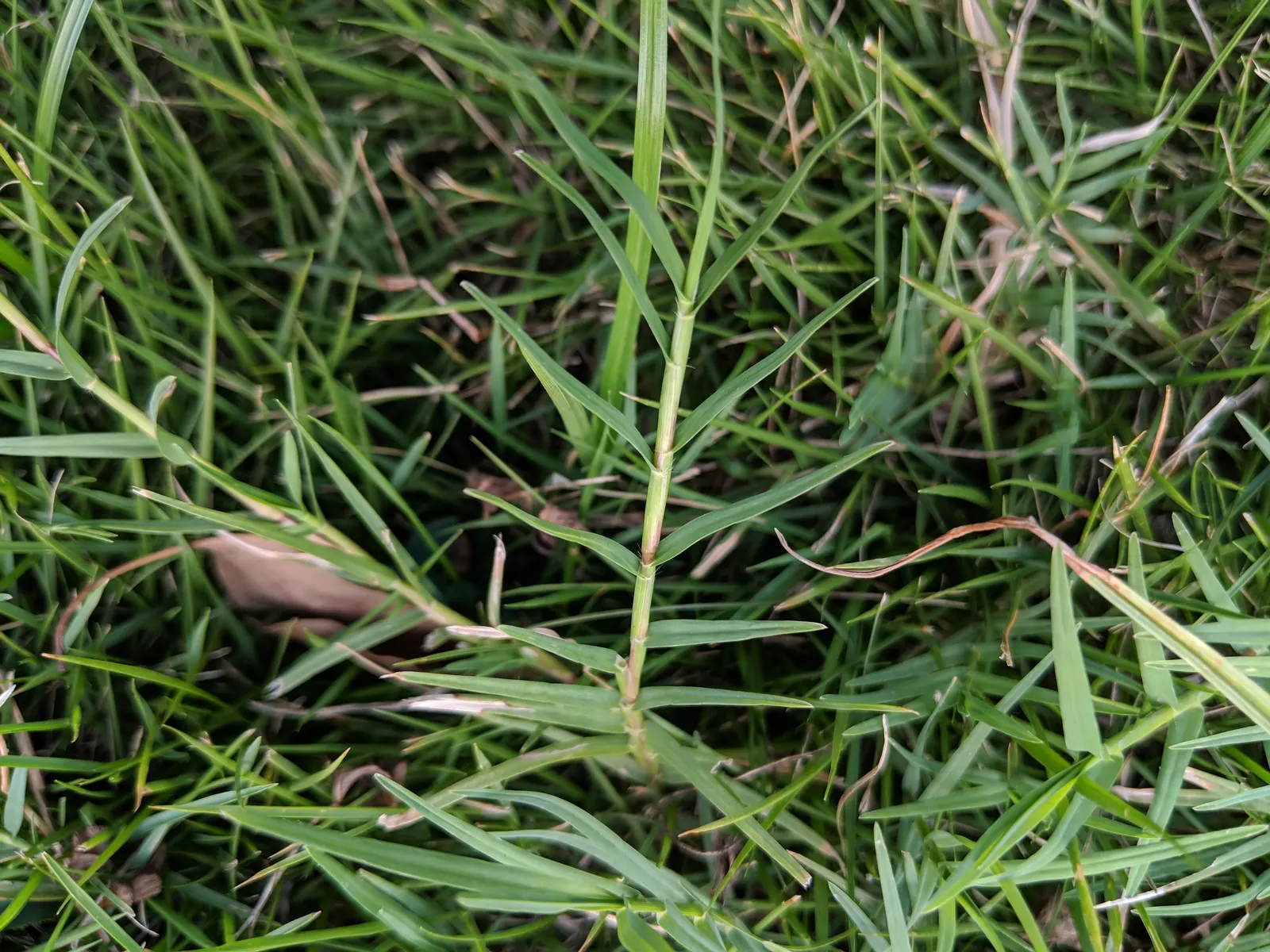 Bermuda Grass, Devil's Grass (Cynodon Dactylon) — is a warm-season perennial turfgrass known for its versatility and resilience; this fine-textured grass