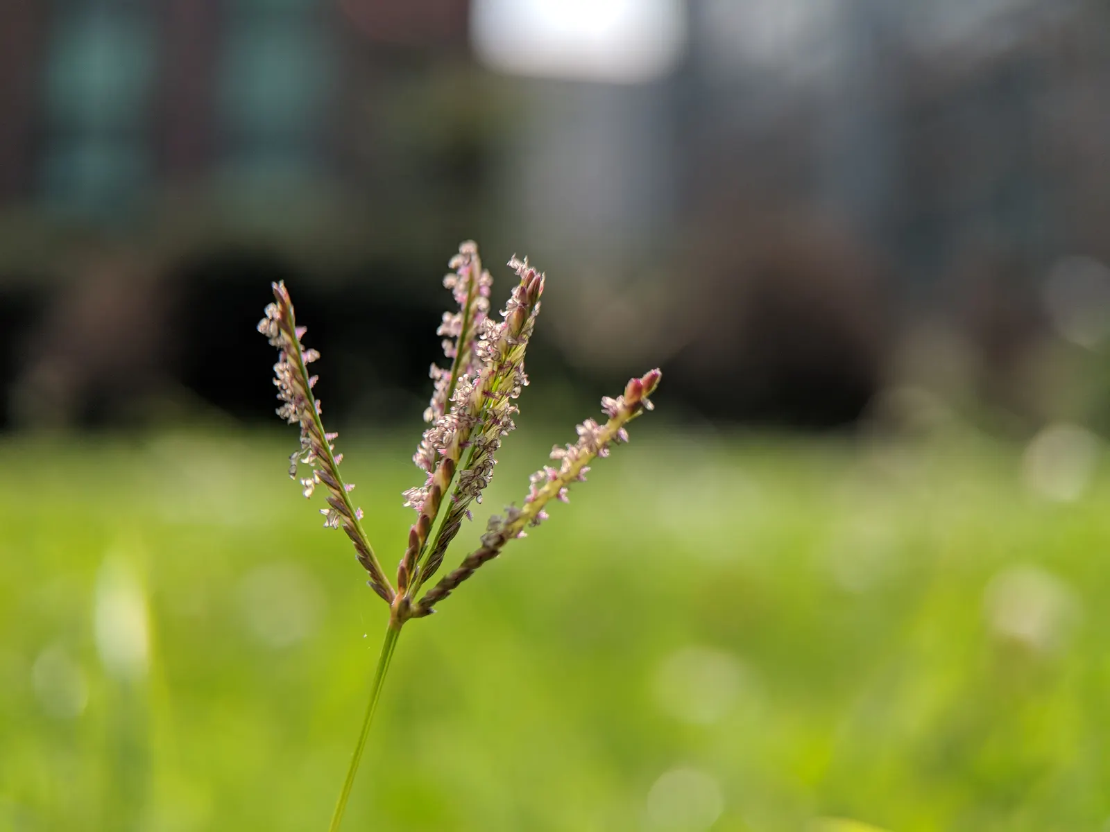 Bermuda Grass, Devil's Grass (Cynodon Dactylon) — Robust rhizomes and stolons form a dense sod, ideal for high-traffic areas; but will green up, image 41