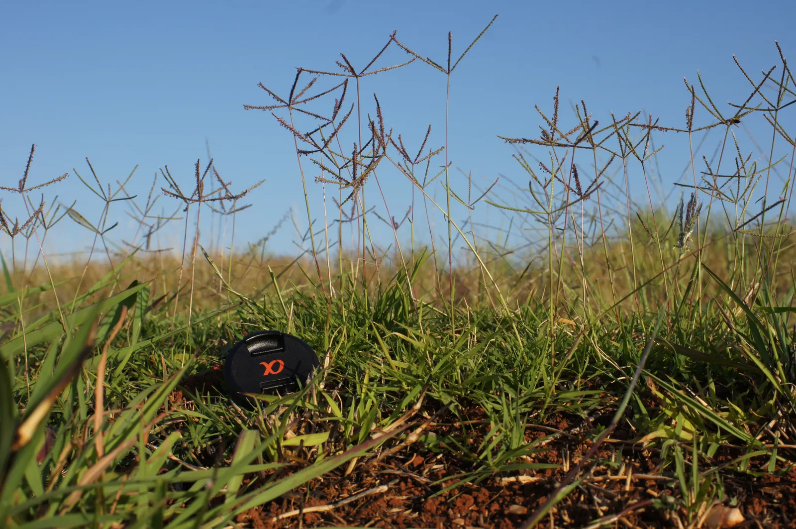 Bermuda Grass, Devil's Grass (Cynodon Dactylon) — In the peak growing season; drought-tolerant; optimal in USDA Zones 7 through 10, image 69