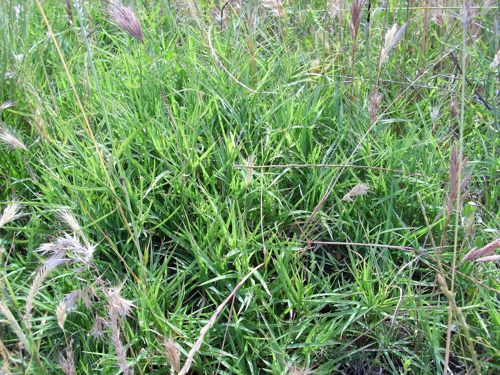 Bermuda Grass, Devil's Grass (Cynodon Dactylon) — Drought-tolerant; optimal in USDA Zones 7 through 10; it may need weekly mowing to maintain the, image 62