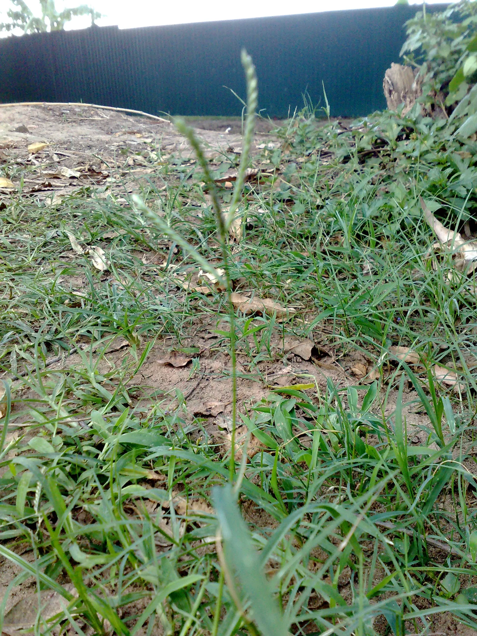 Bermuda Grass, Devil's Grass (Cynodon Dactylon) — it may need weekly mowing to maintain the desired height of 1 to 1.5 inches for home lawns; in the peak