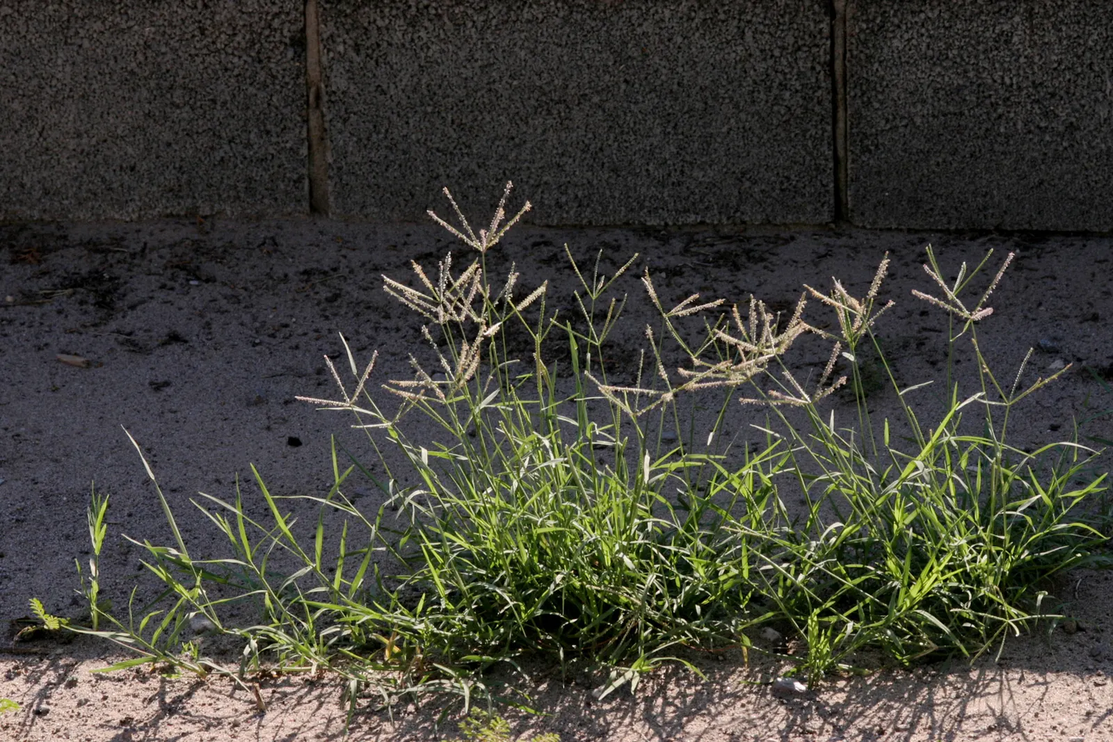 Bermuda Grass, Devil's Grass (Cynodon Dactylon) — also referred to as Devil's Grass or scientifically as Cynodon dactylon; bermuda Grass, or, image 44