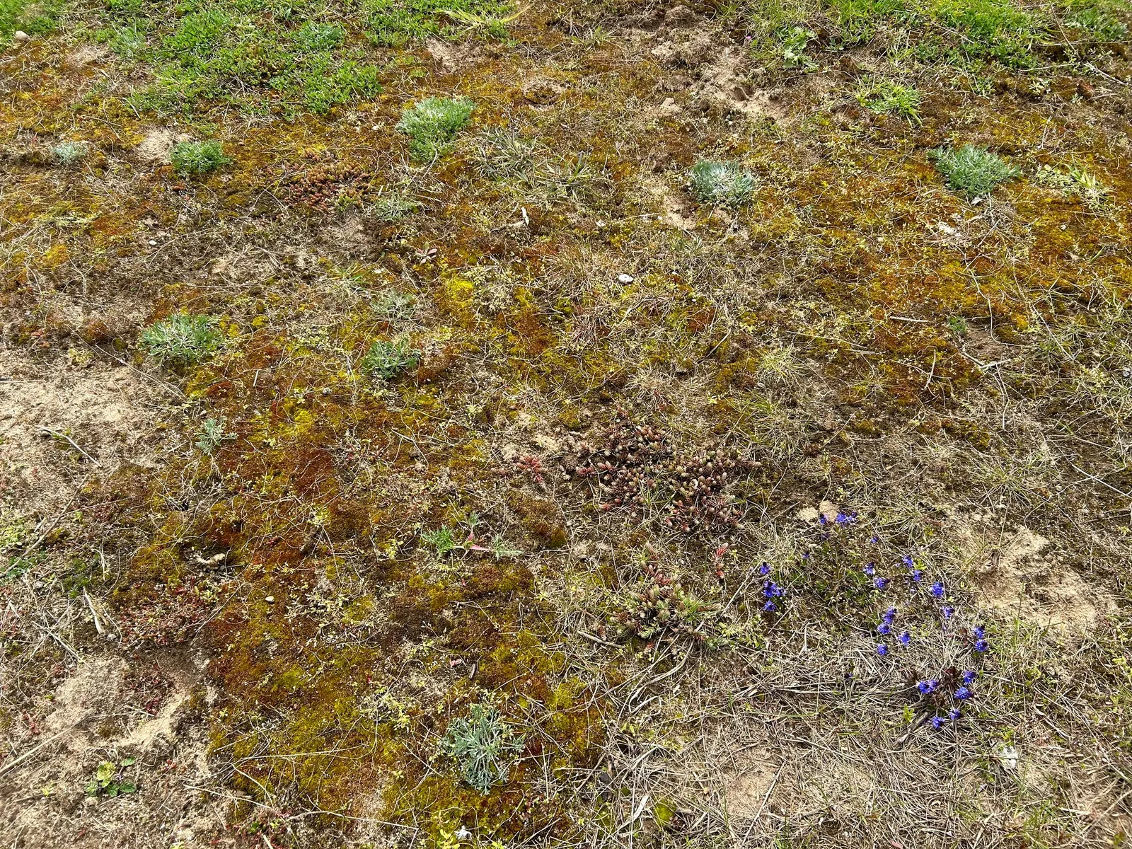 Bermuda Grass, Devil's Grass (Cynodon Dactylon) — it may need weekly mowing to maintain the desired height of 1 to 1.5 inches for home lawns