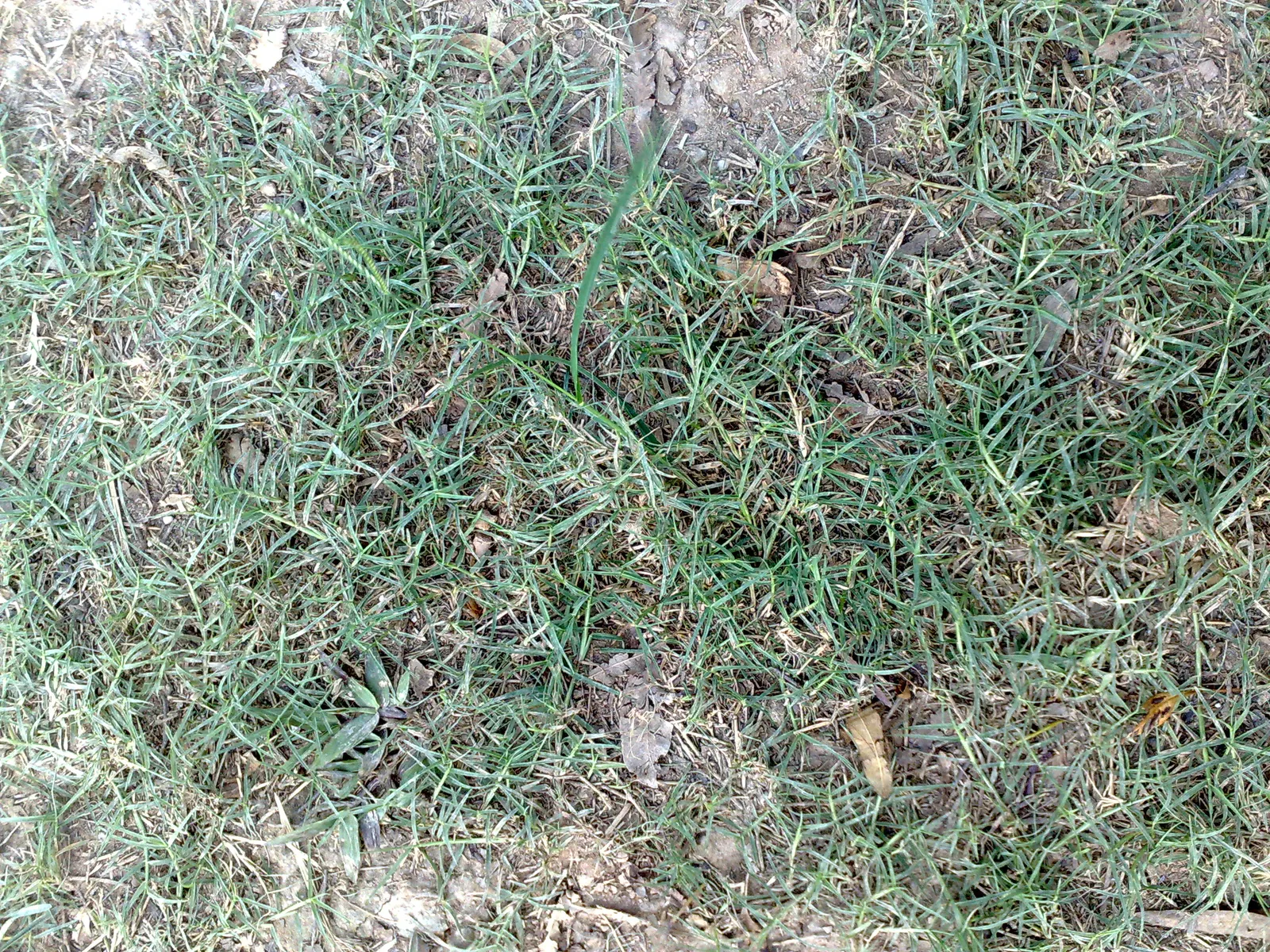 Bermuda Grass, Devil's Grass (Cynodon Dactylon) — Frequent mowing ensures a lush; is a warm-season perennial turfgrass known for its versatility and resilience