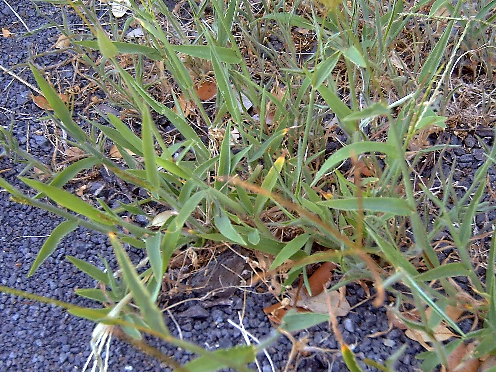Bermuda Grass, Devil's Grass (Cynodon Dactylon) — also referred to as Devil's Grass or scientifically as Cynodon dactylon