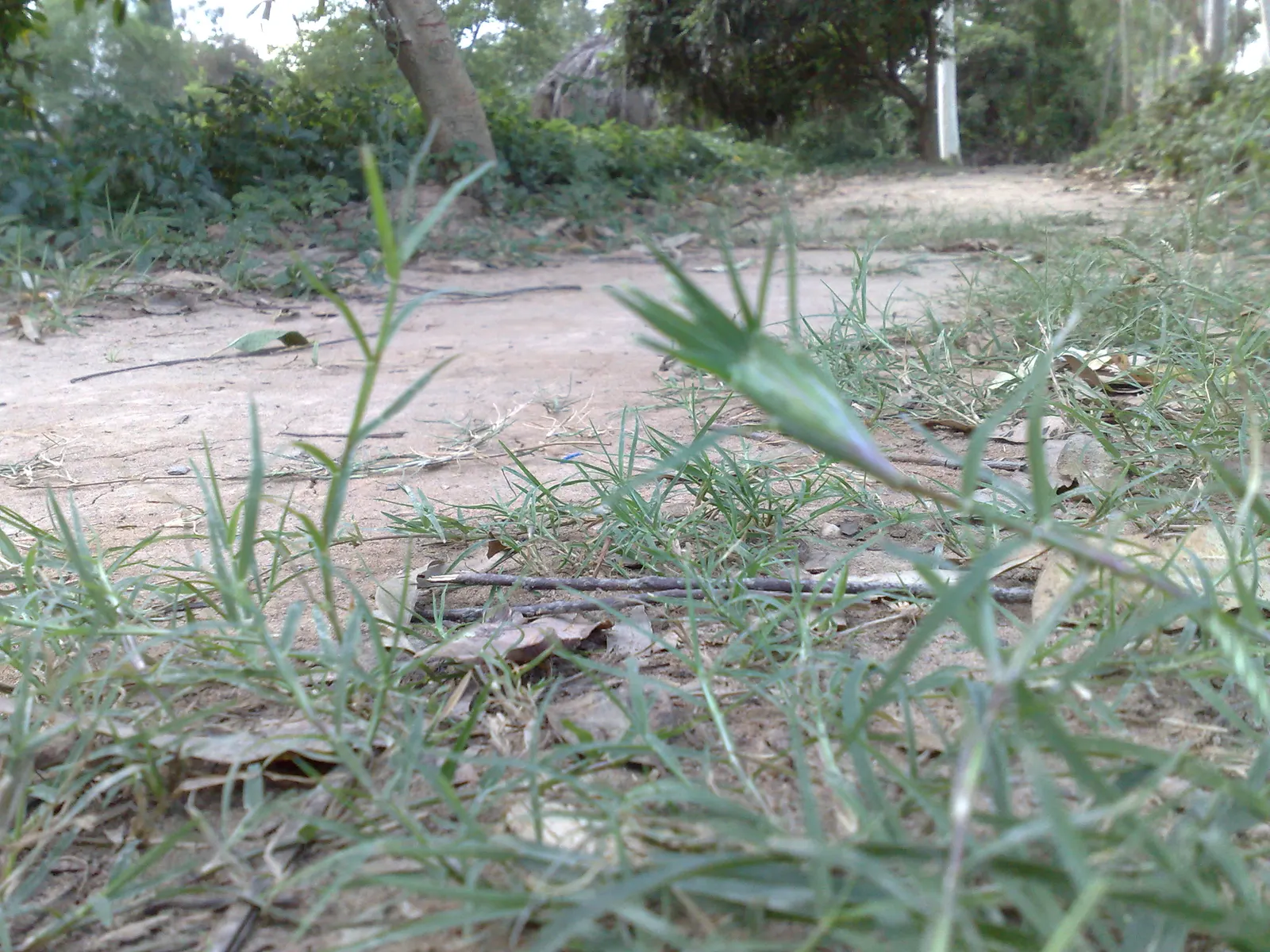 Bermuda Grass, Devil's Grass (Cynodon Dactylon) — Drought-tolerant; optimal in USDA Zones 7 through 10