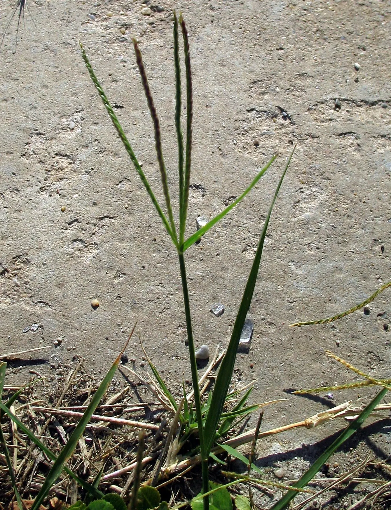 Bermuda Grass, Devil's Grass (Cynodon Dactylon) — it may need weekly mowing to maintain the desired height of 1 to 1.5 inches for home lawns; in, image 70