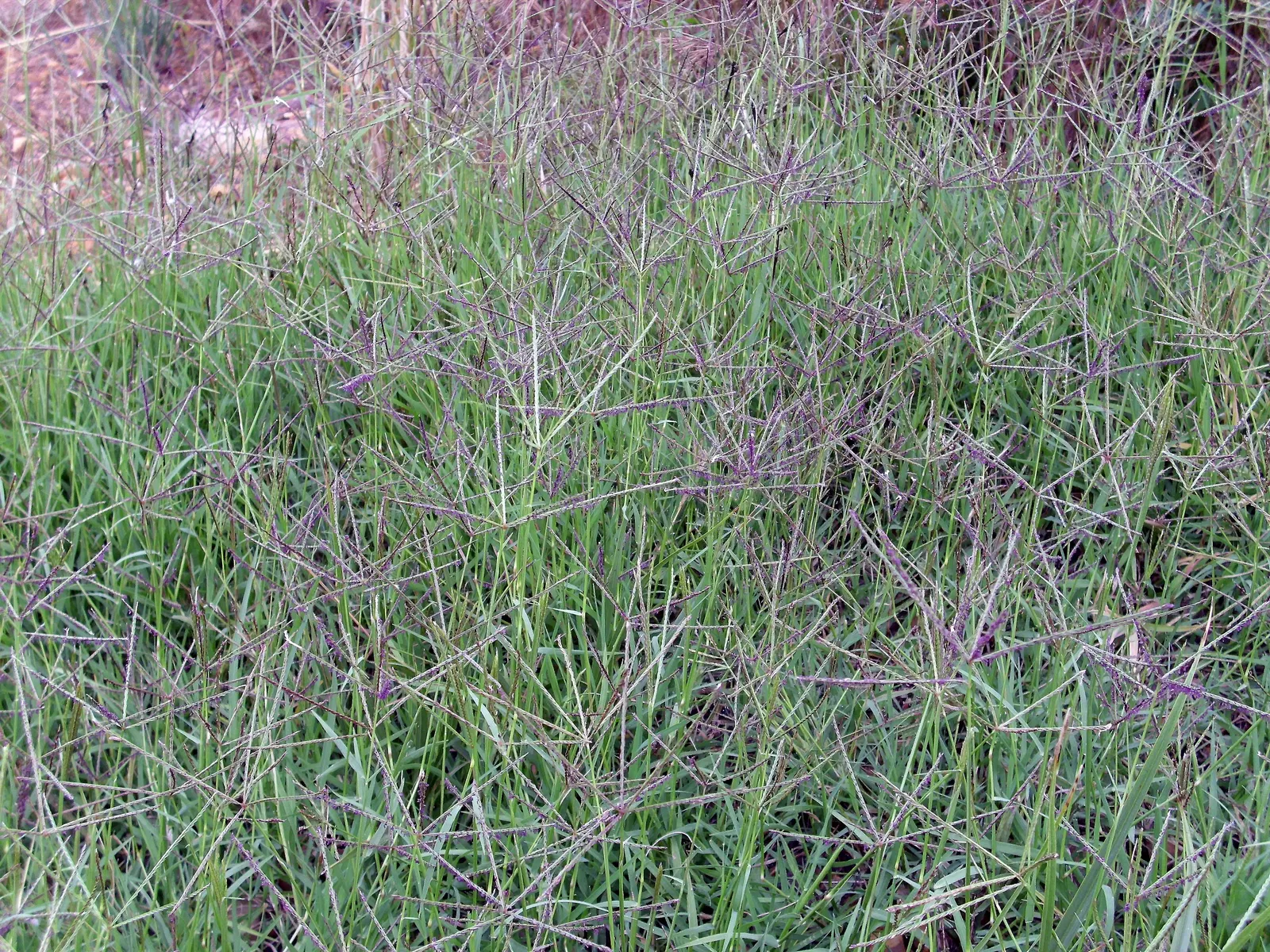 Bermuda Grass, Devil's Grass (Cynodon Dactylon) — also referred to as Devil's Grass or scientifically as Cynodon dactylon; bermuda Grass, or, image 63