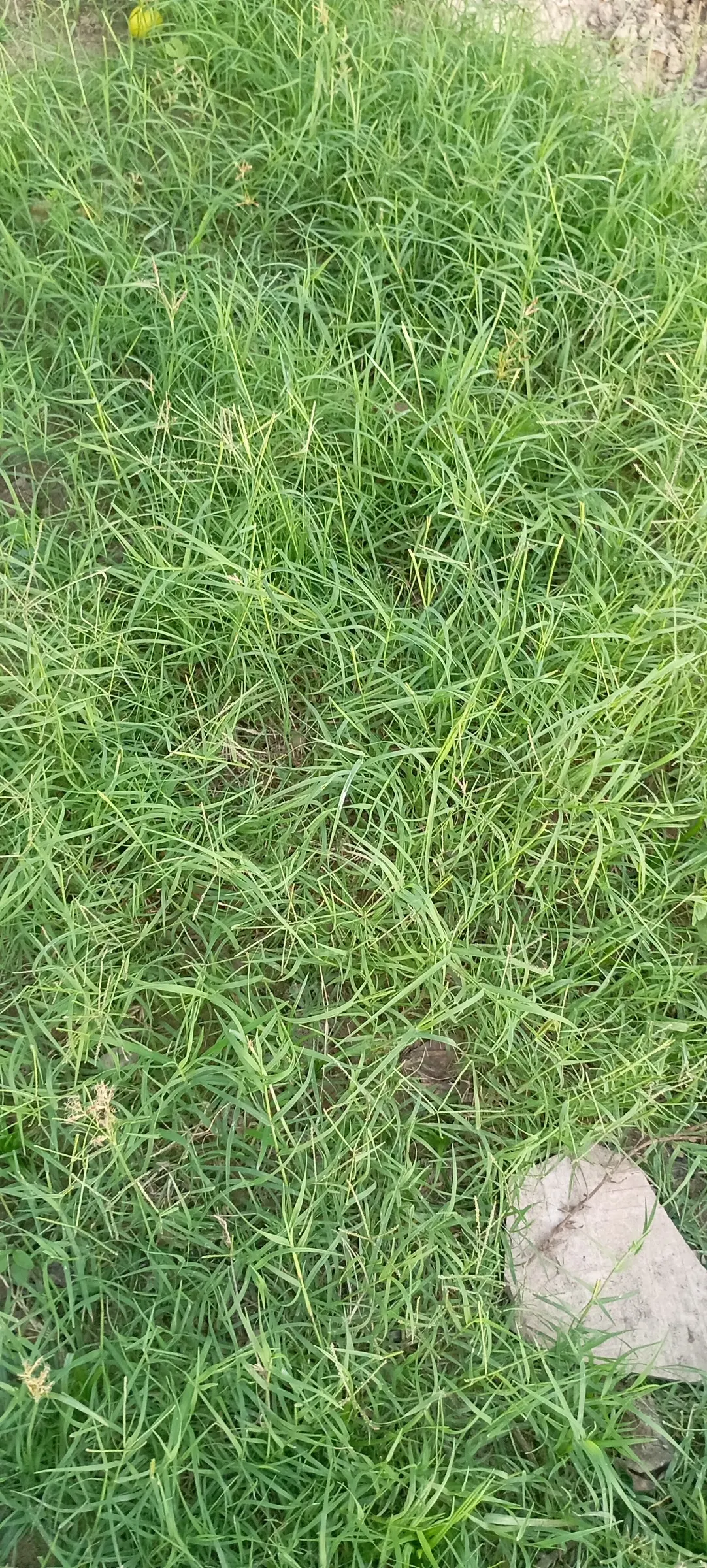 Bermuda Grass, Devil's Grass (Cynodon Dactylon) — but will green up rapidly with the return of warmer temperatures in spring; forming a dense and, image 75