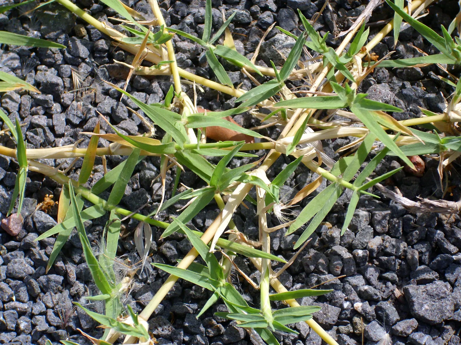 Bermuda Grass, Devil's Grass (Cynodon Dactylon) — or as low as 0.5 inches for golf course fairways; grass for full, image 52