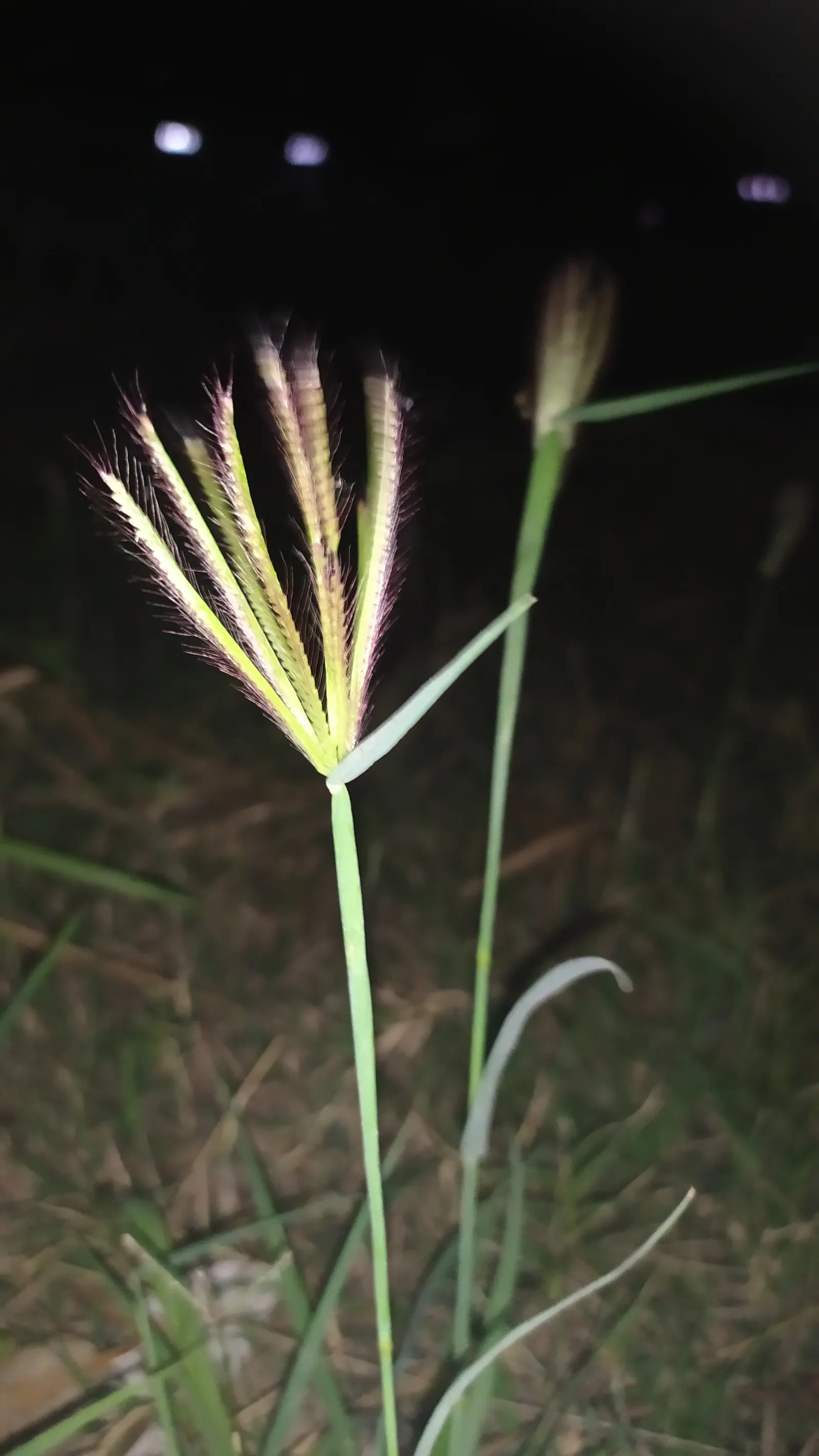 Bermuda Grass, Devil's Grass (Cynodon Dactylon) — This fine-textured grass boasts a deep green color and spreads quickly through both rhizomes and, image 65