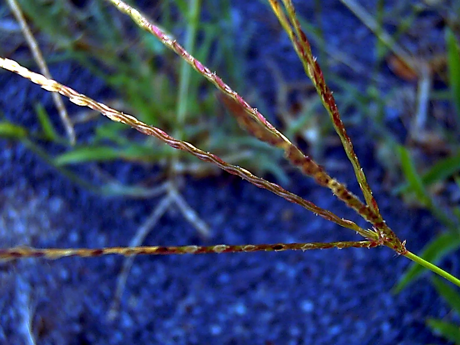 Bermuda Grass, Devil's Grass (Cynodon Dactylon) — Regular fertilization with nitrogen-rich products will enhance its growth and color intensity; or as low as