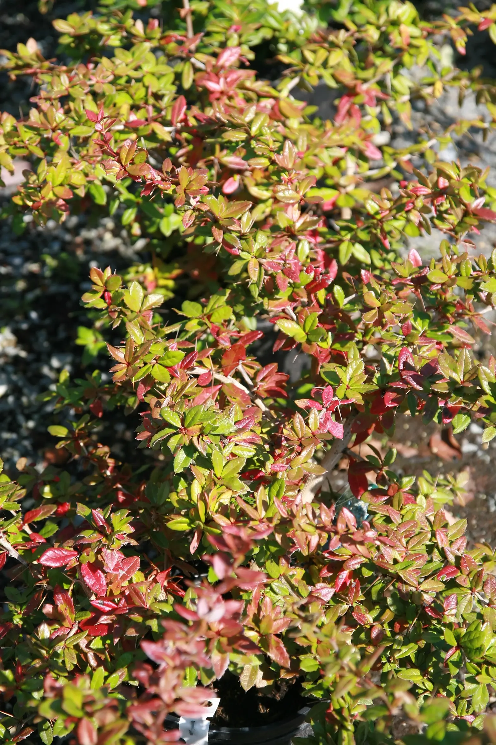 Gold Barberry (Berberis X Gladwynensis 'William Penn') — is a striking deciduous shrub prized for its vibrant foliage and adaptable nature