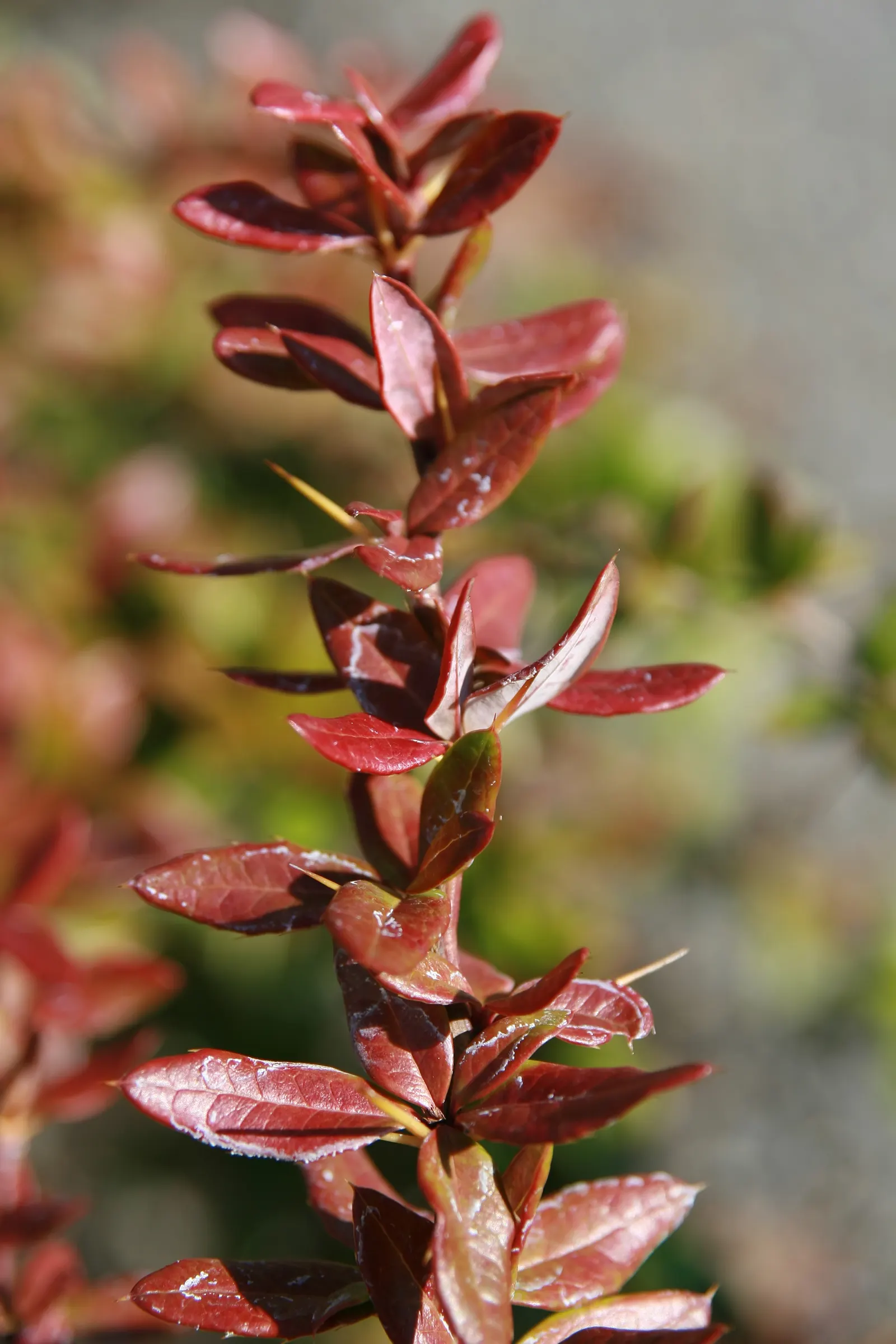 Gold Barberry (Berberis X Gladwynensis 'William Penn') — It features striking golden-yellow foliage that provides exceptional contrast in the landscape