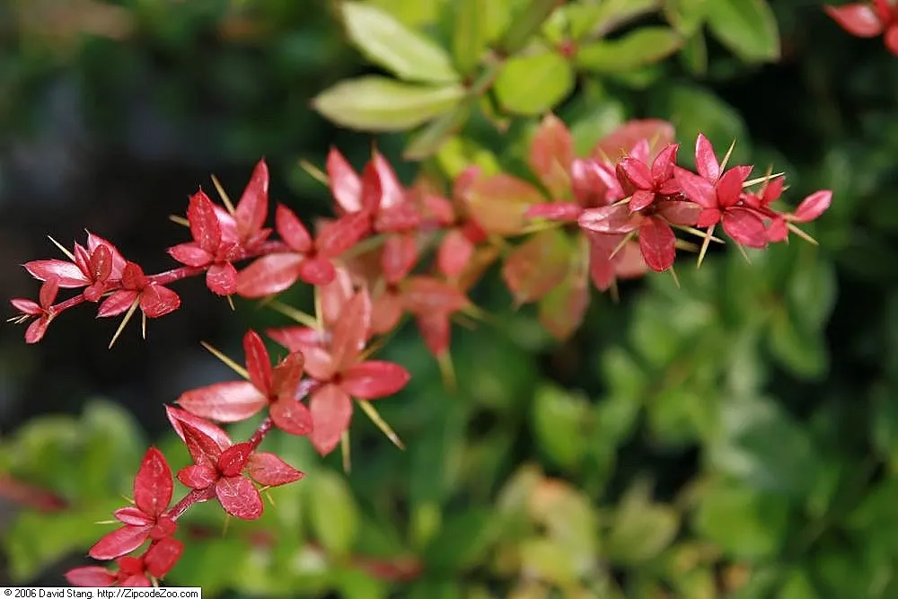 Gold Barberry (Berberis X Gladwynensis 'William Penn') — reaching 3 to 4 feet in height and 4 to 5 feet in width