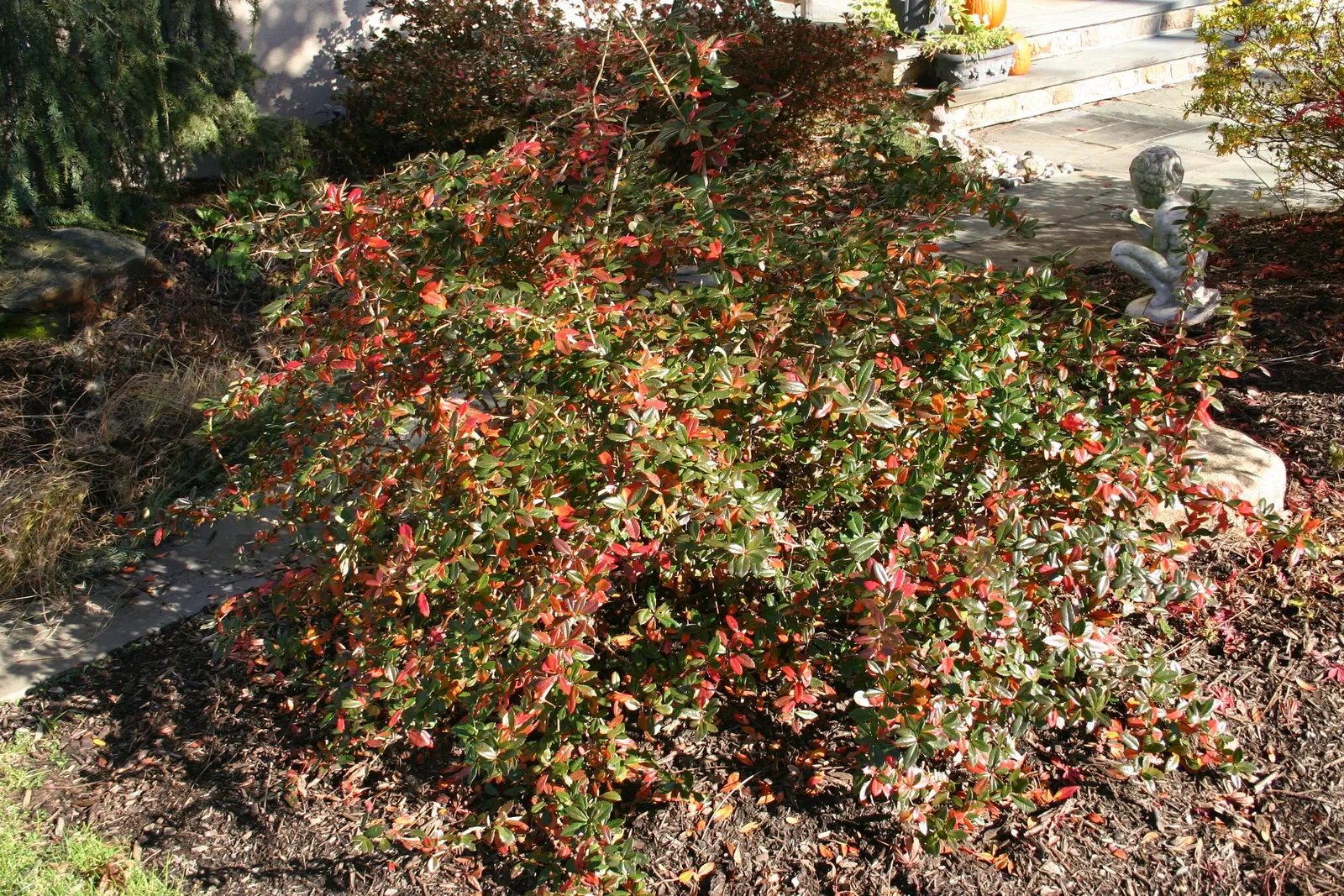 Gold Barberry (Berberis X Gladwynensis 'William Penn') — This deciduous shrub is hardy, low-maintenance, and exhibits resistance to rust