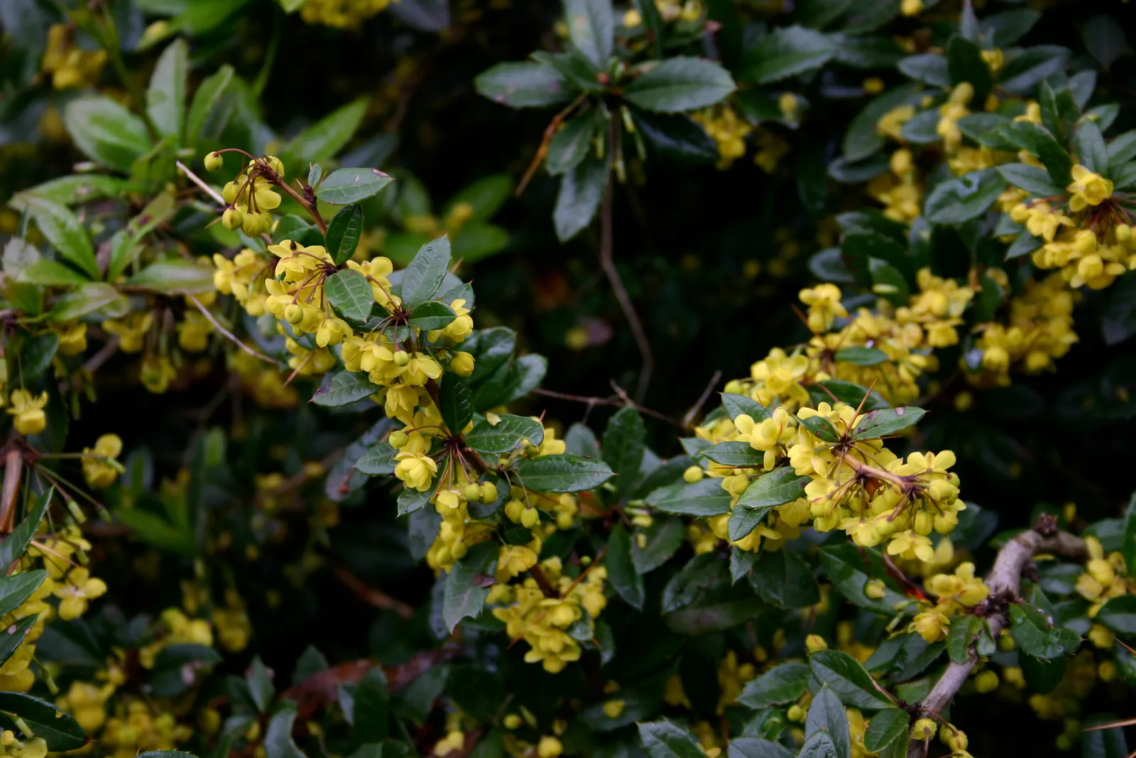 Gold Barberry (Berberis X Gladwynensis 'William Penn') — it thrives in full to partial sunlight within USDA Zones 5-8