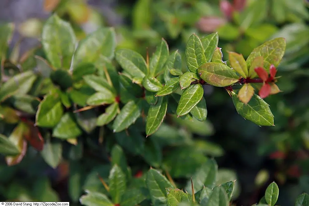 Gold Barberry (Berberis X Gladwynensis 'William Penn') — known botanically as Berberis x gladwynensis 'William Penn'