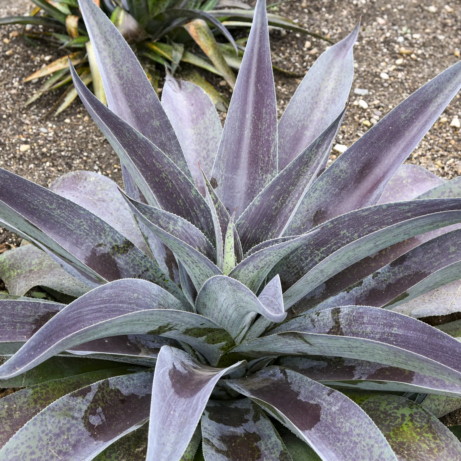 Aztec King Mangave (Mangave hybrid) — The Mangave hybrid 'Aztec King' is a bold succulent with broad silvery green leaves flecked in burgundy-purple