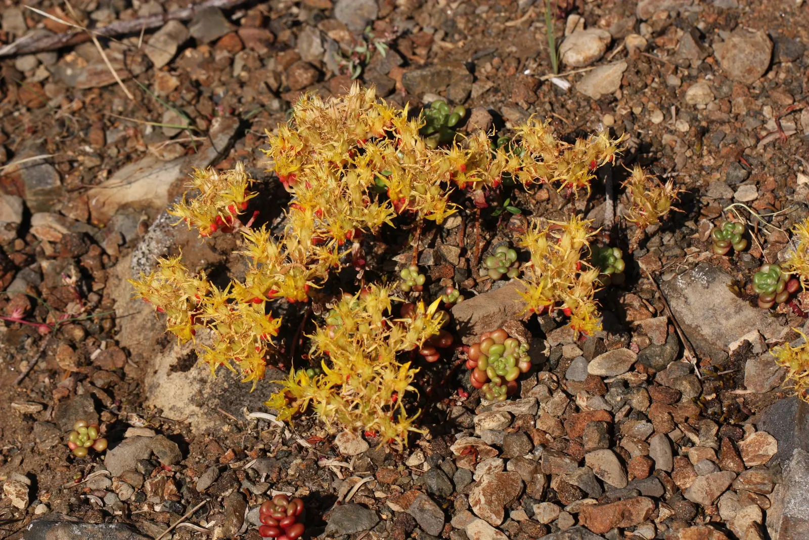 Oregon Stonecrop (Sedum Oreganum) — with a spread of up to 12 inches
