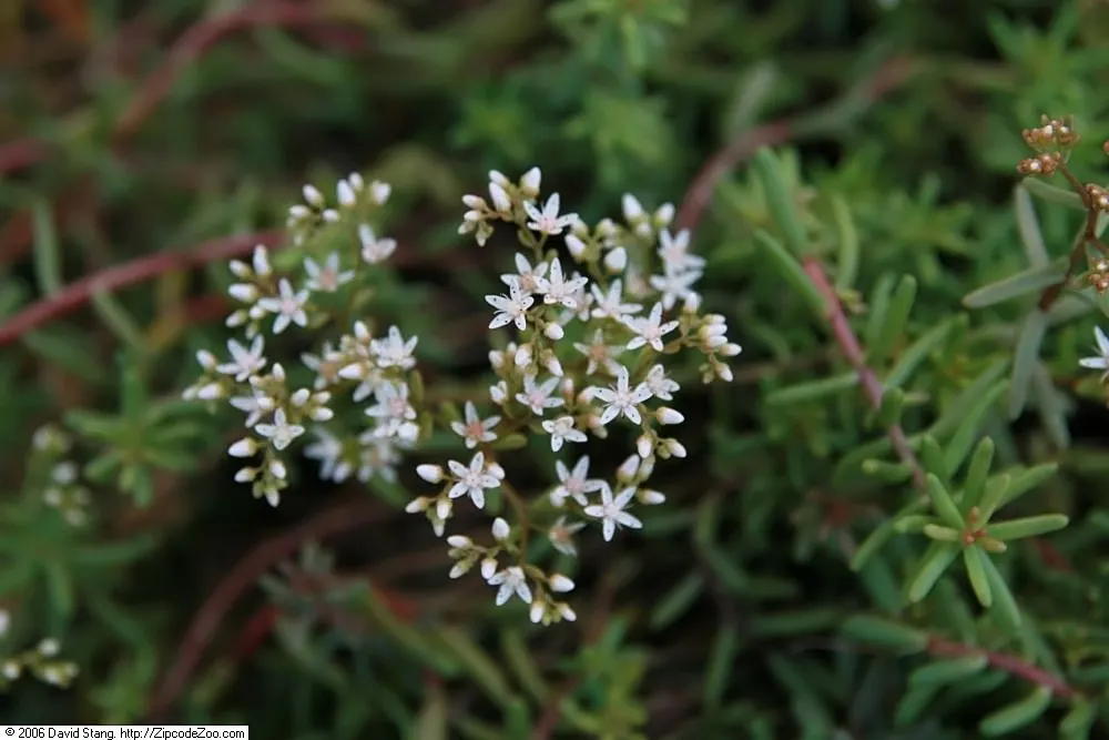 Oregon Stonecrop (Sedum Oreganum) — It's a versatile plant that can handle temperatures down to -20&deg;F