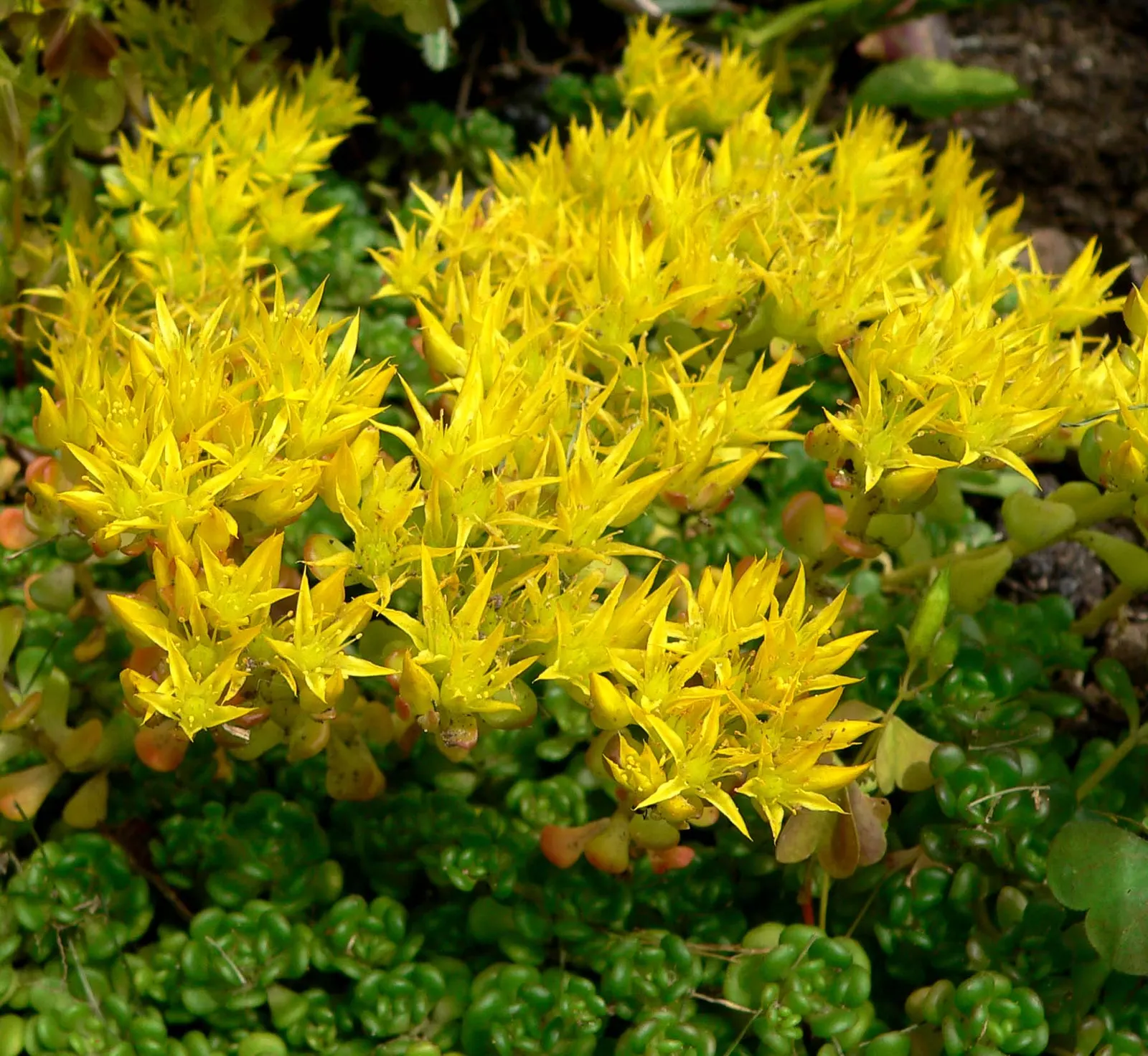 Oregon Stonecrop (Sedum Oreganum) — evergreen leaves that form rosettes