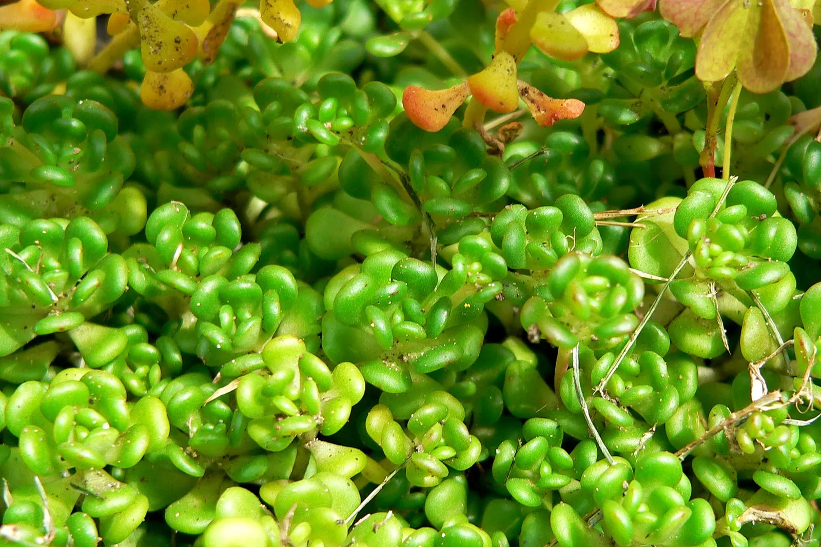 Oregon Stonecrop (Sedum Oreganum) — yellow flowers in the garden