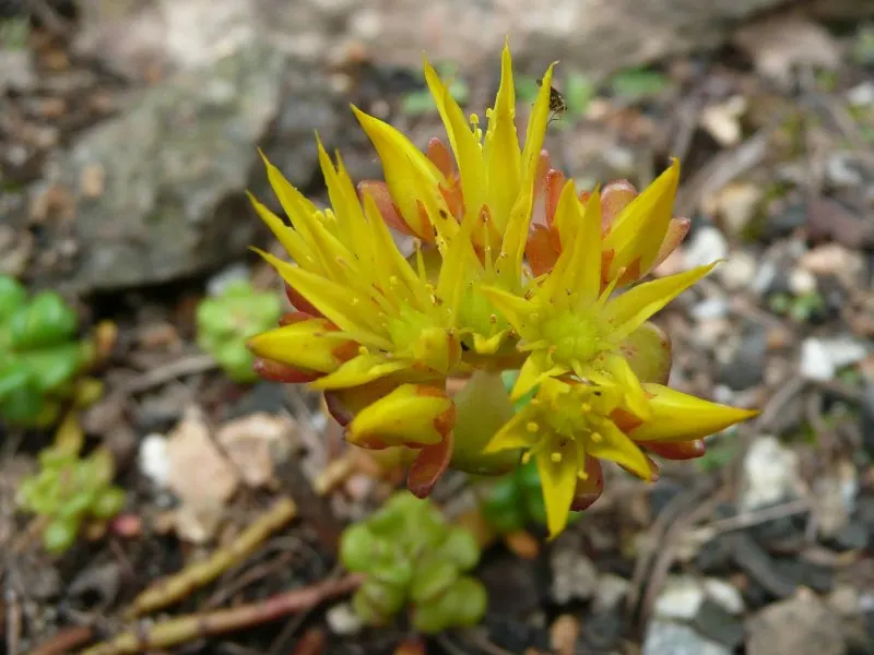 Oregon Stonecrop (Sedum Oreganum) — making it an ideal candidate for xeriscaping
