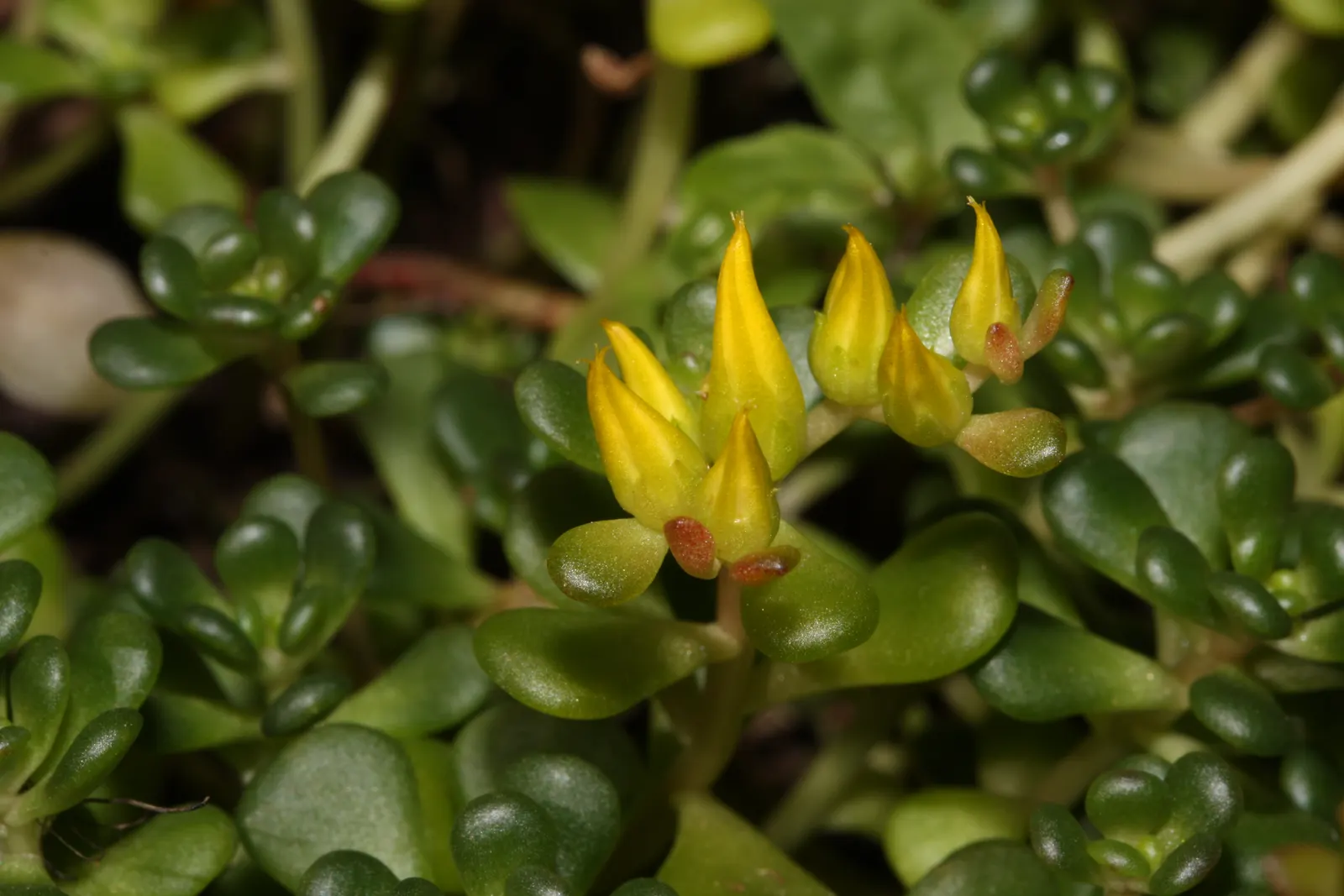 Oregon Stonecrop (Sedum Oreganum) — making it an excellent groundcover or accent in rock gardens
