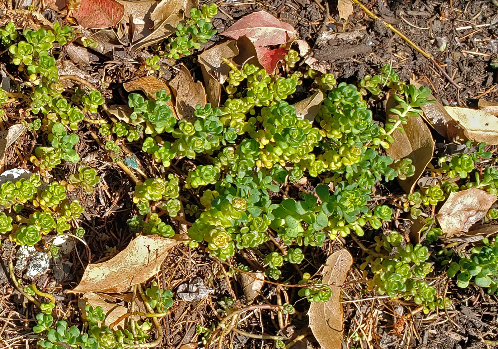 Oregon Stonecrop (Sedum Oreganum) — expect to see bright yellow